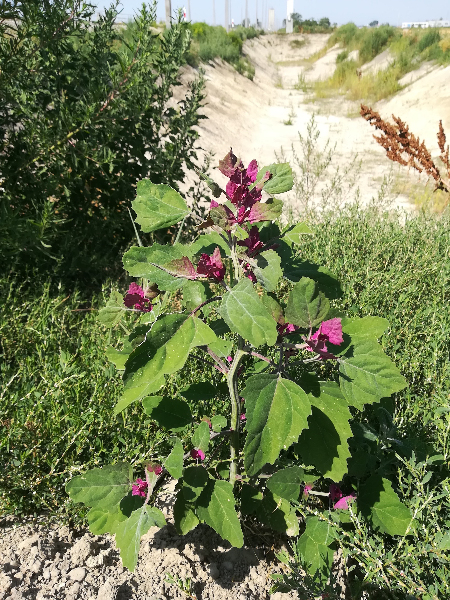 chenopodium sp. E bhf raasdorf_20190720_110453 2.jpg