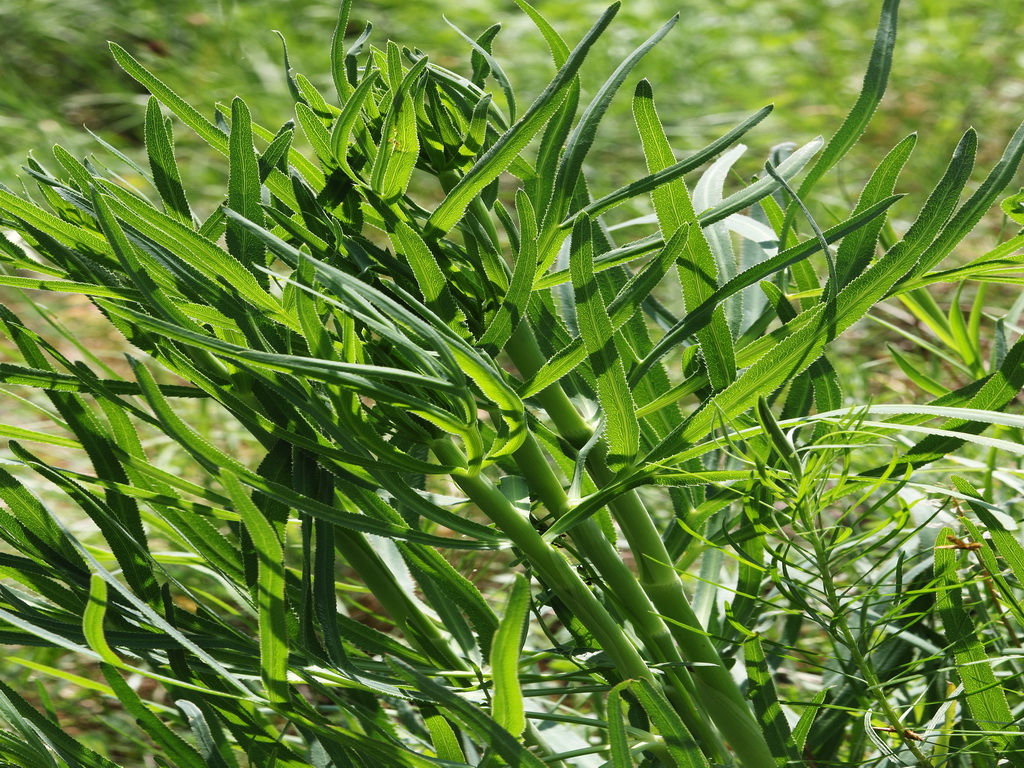 Falcaria.vulgaris.Boga.Wien .9.Mai.18.JPG