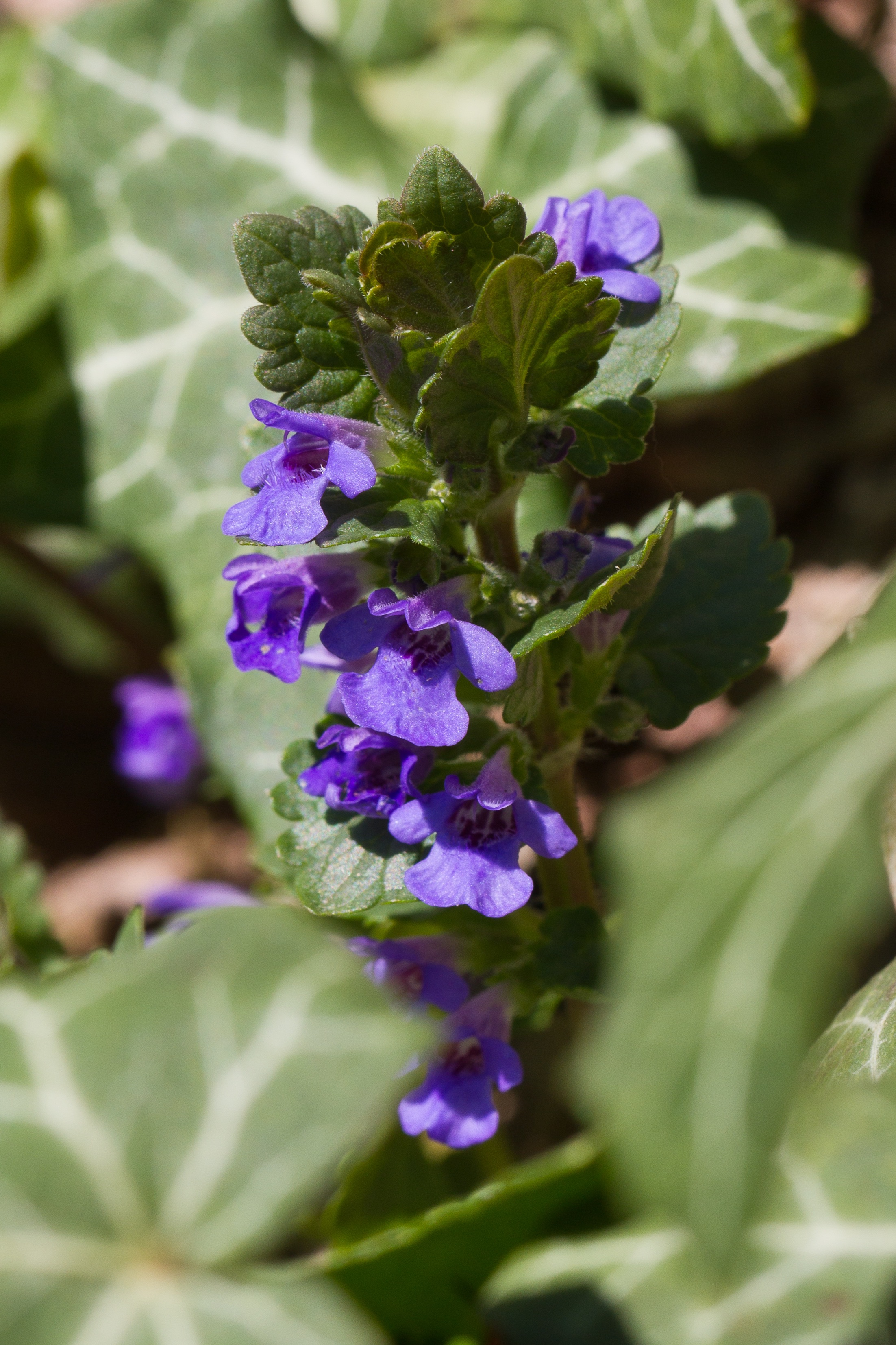 Lamiaceae_Glechoma hederacea.jpg