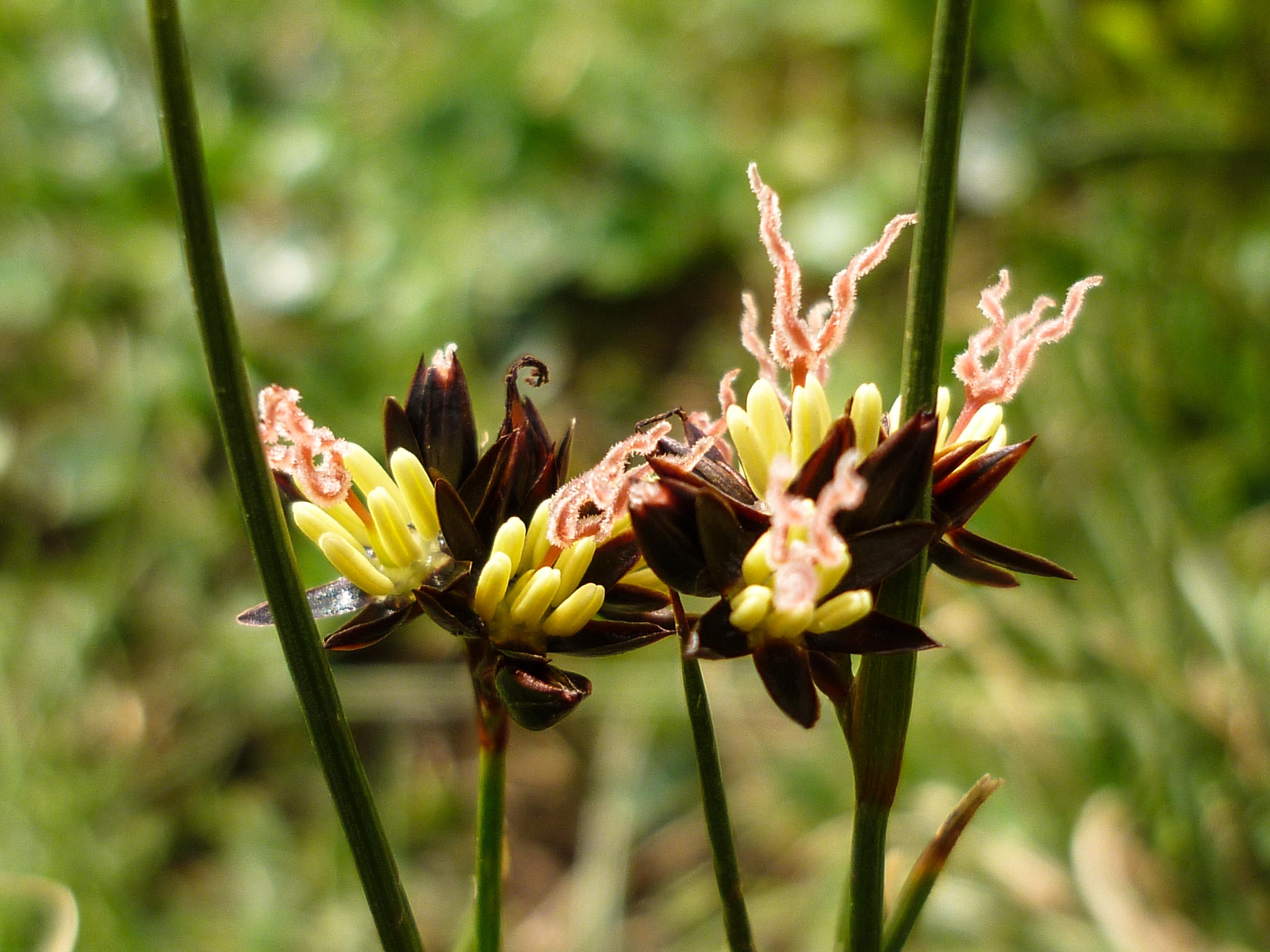 Juncus_jacquinii_Großfragant_2010_07_26.jpg