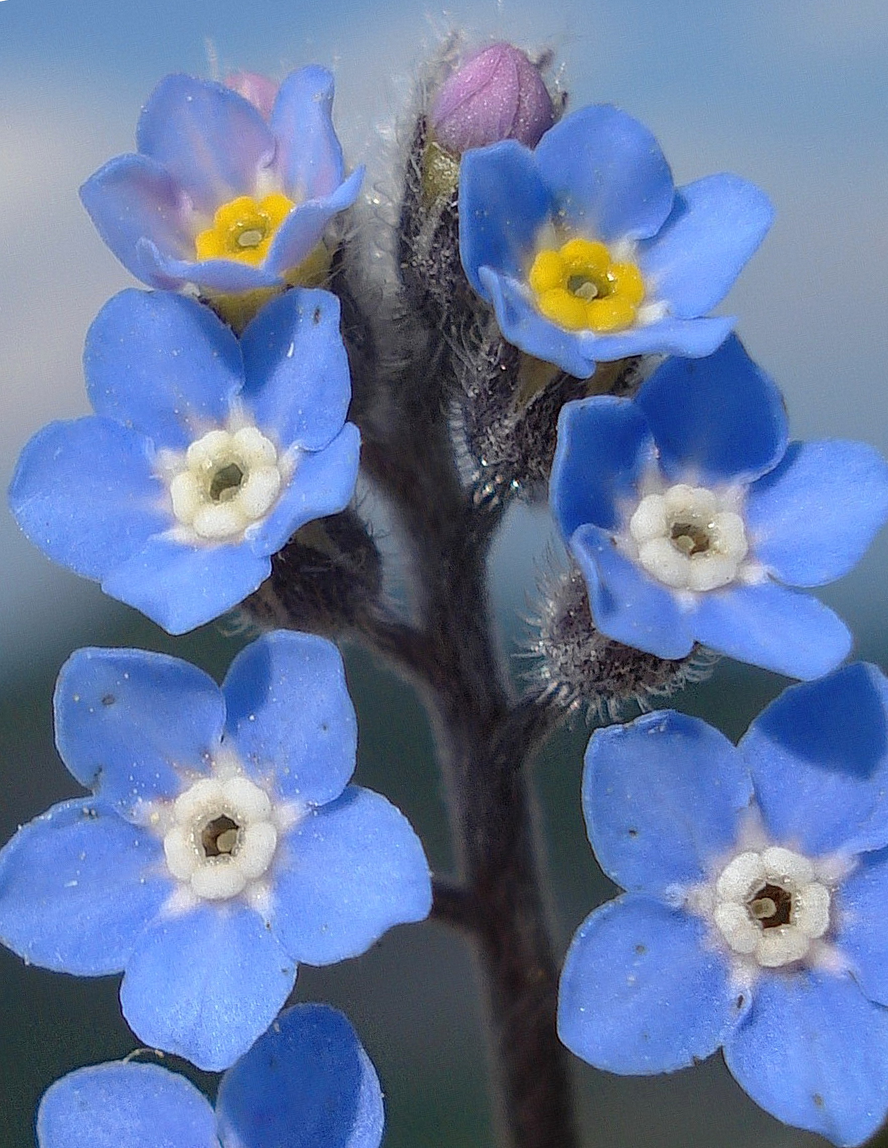 Myosotis.alpestris.I-Mte.Verzegnis .Gipfel.JPG