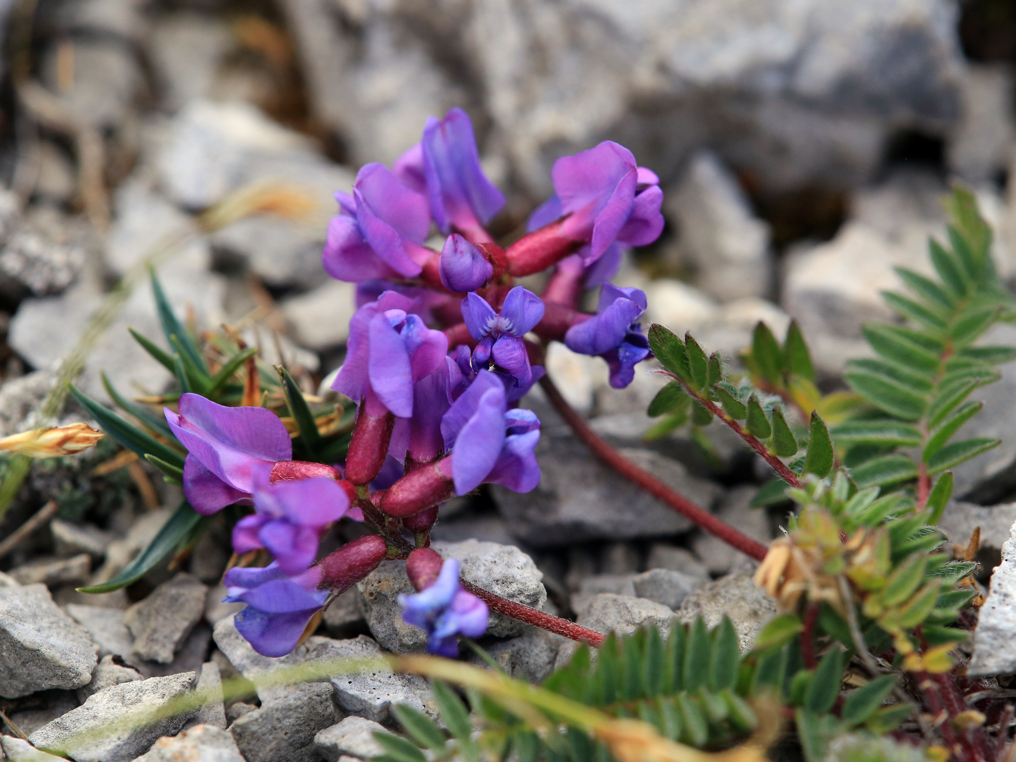 Oxytropis montana_trenchtling.jpg
