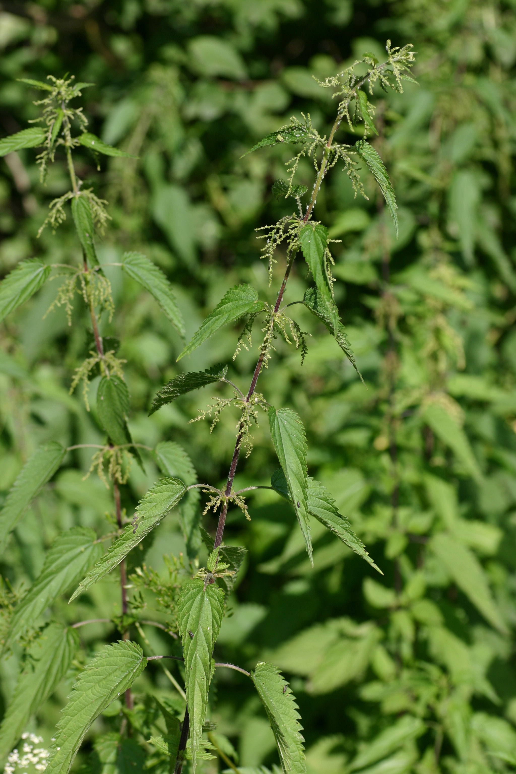 Urtica_dioica_Munderfing_2004_07_08.jpg