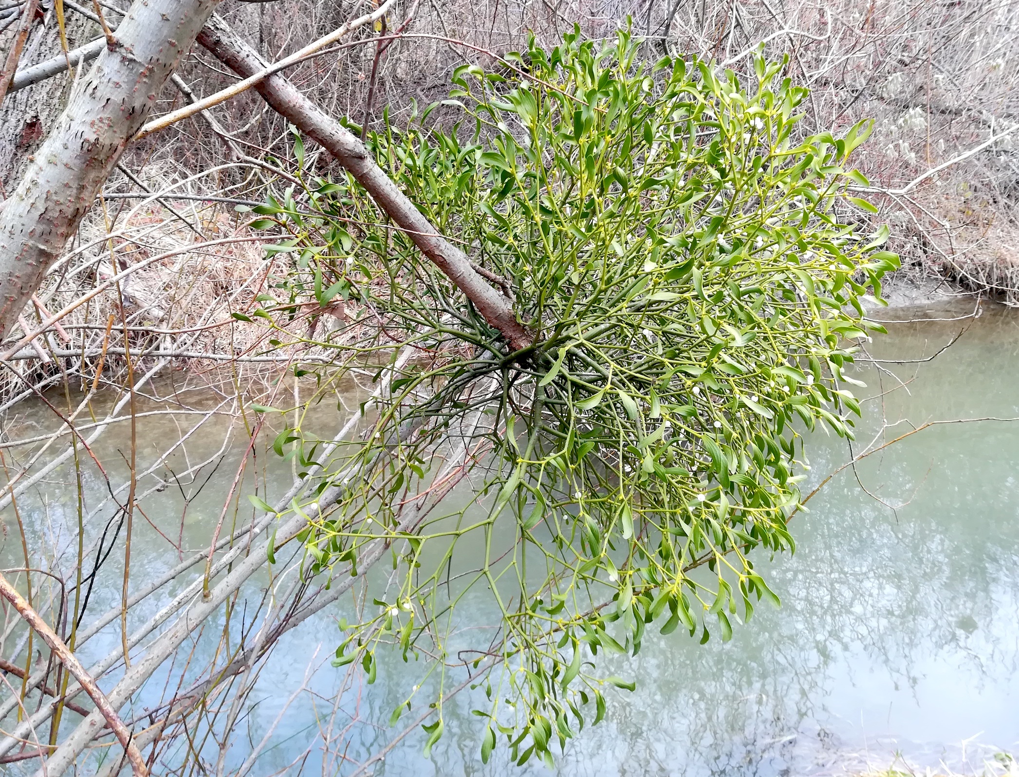 viscum album s. str. umgehungsgerinne kraftwerk freudenau_20171215_100459.jpg