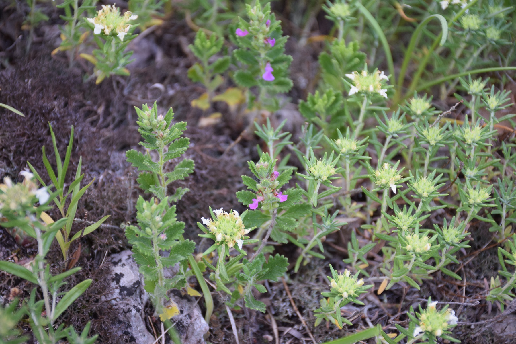 Kaltenleutgeben-16062019-(10) - Felsklippe - Teucrium montanum - Berg-Gamander und unbestimmt violett.JPG