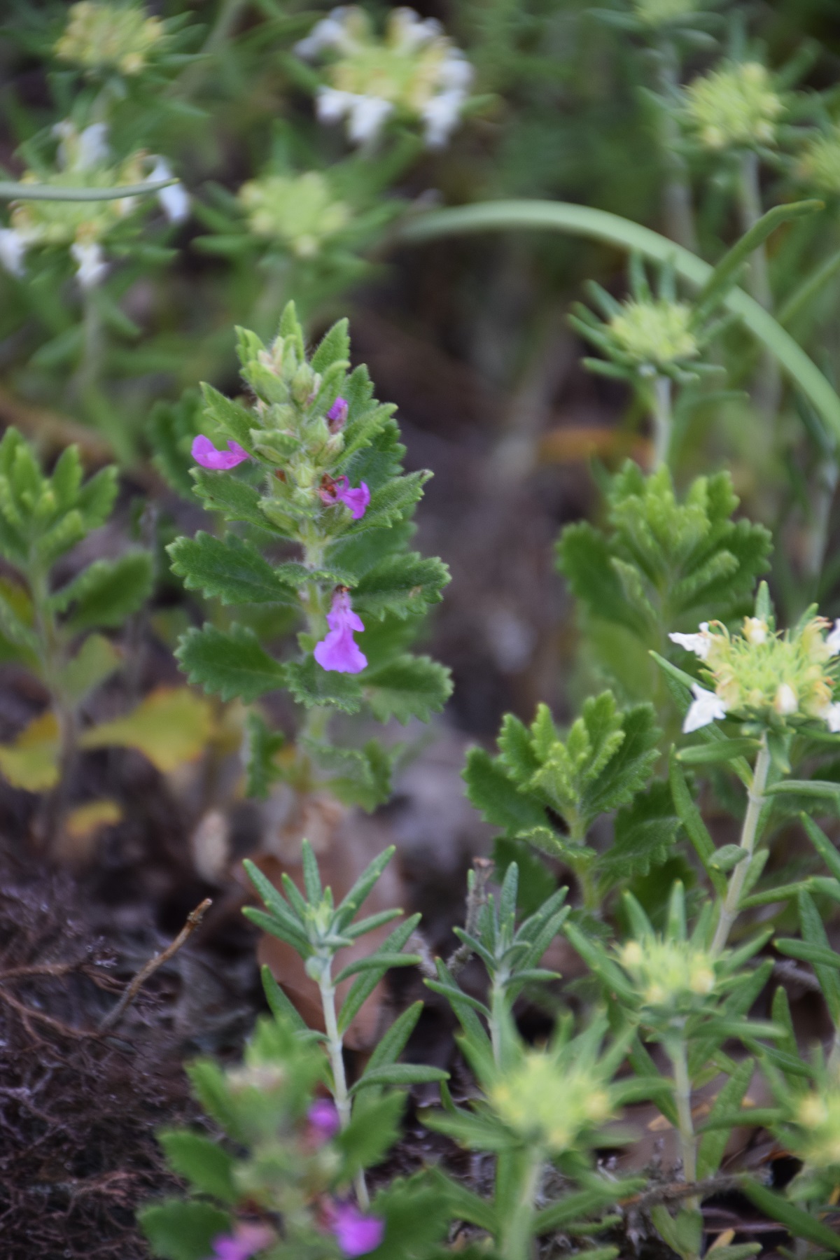 Kaltenleutgeben-16062019-(7) - Felsklippe - Teucrium montanum - Berg-Gamander und unbestimmt violett.JPG
