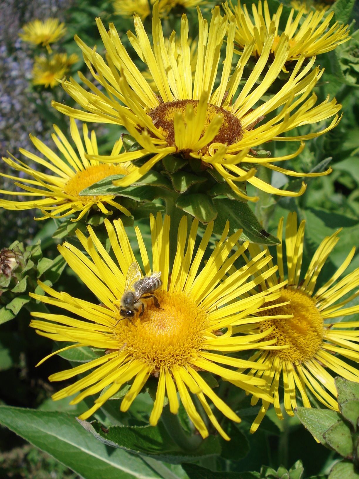 Inula.helenium 1.jpg