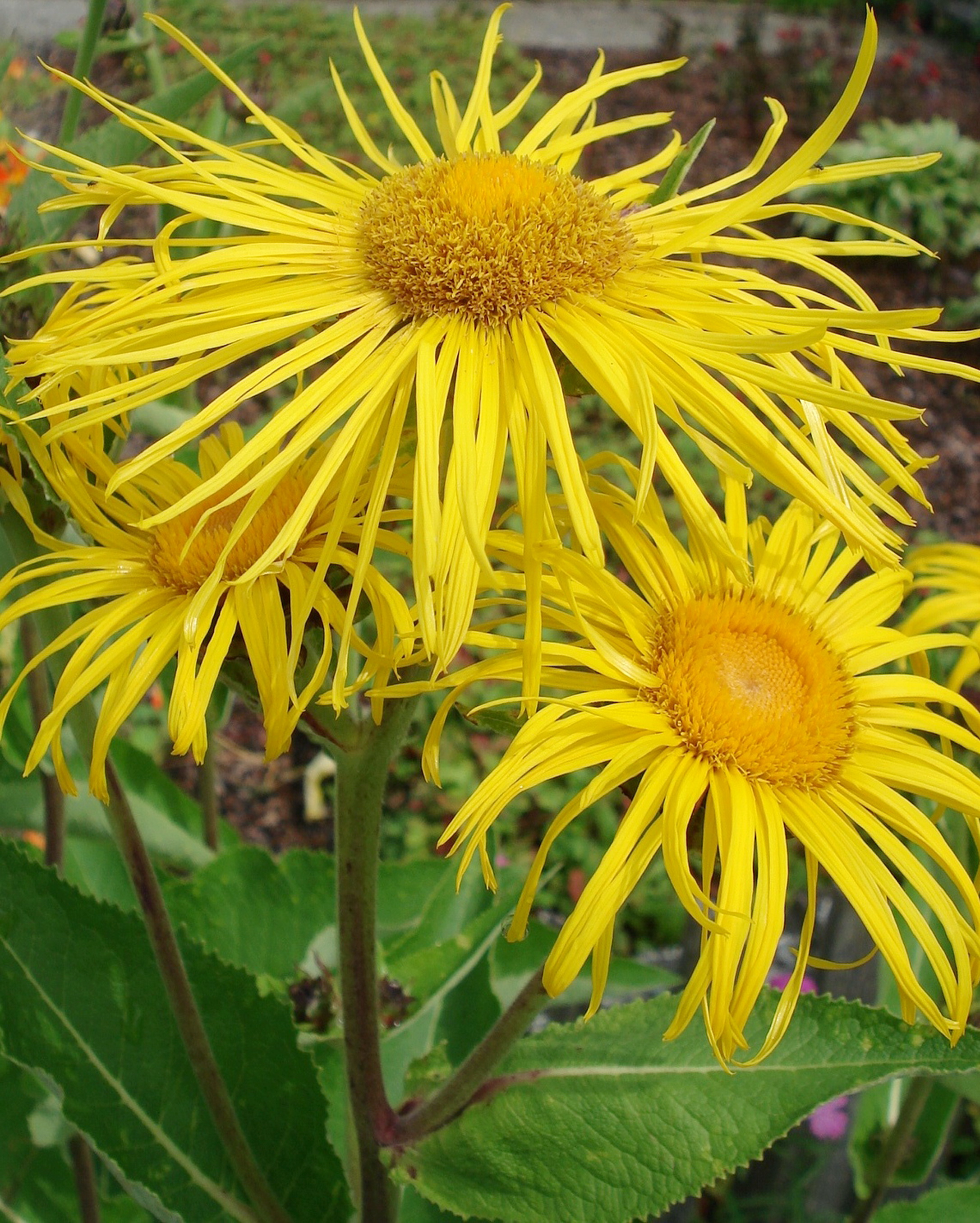 Inula.magnifica.jpg