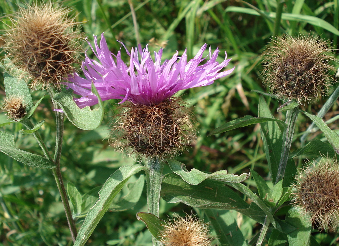 Centaurea.stenolepis.St-Pöllauberg - Masenberg.JPG