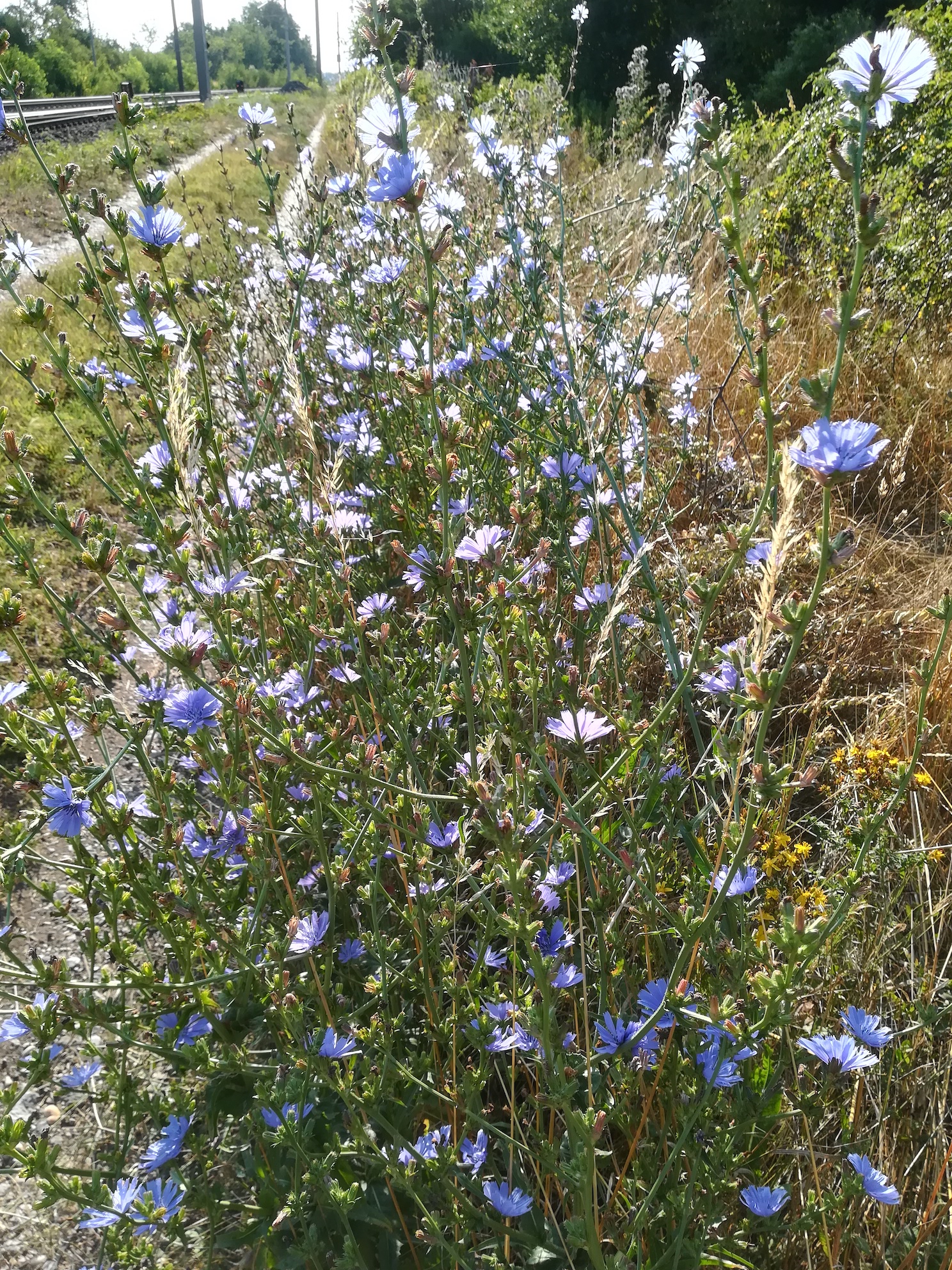 cichorium intybus bhf götzendorf_20190726_075031.jpg