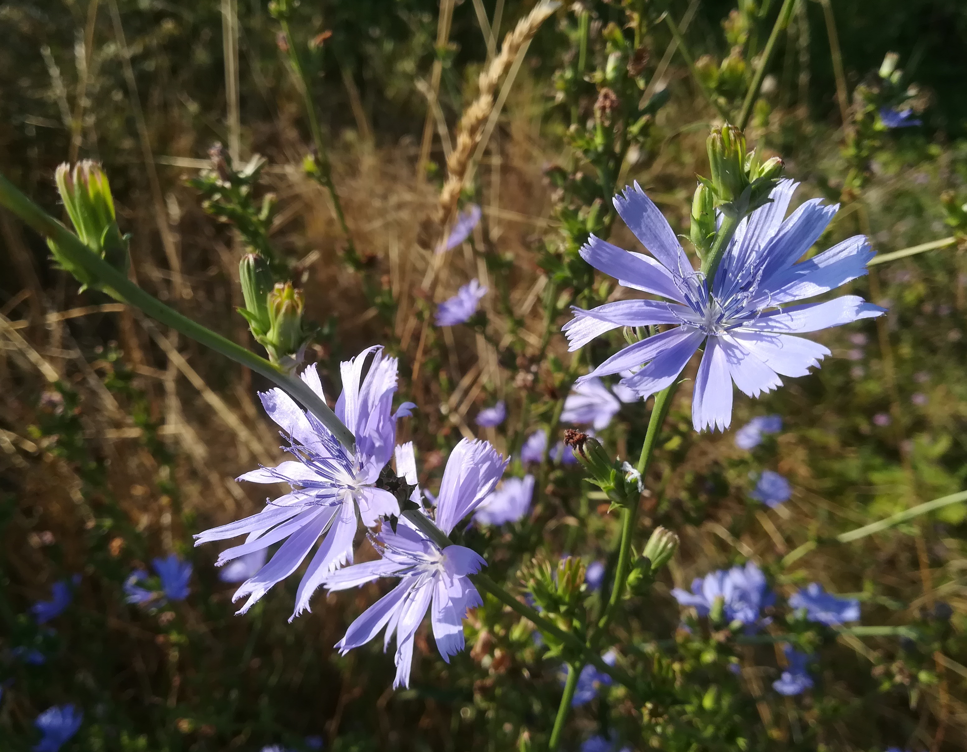 cichorium intybus bhf götzendorf_20190726_075114.jpg
