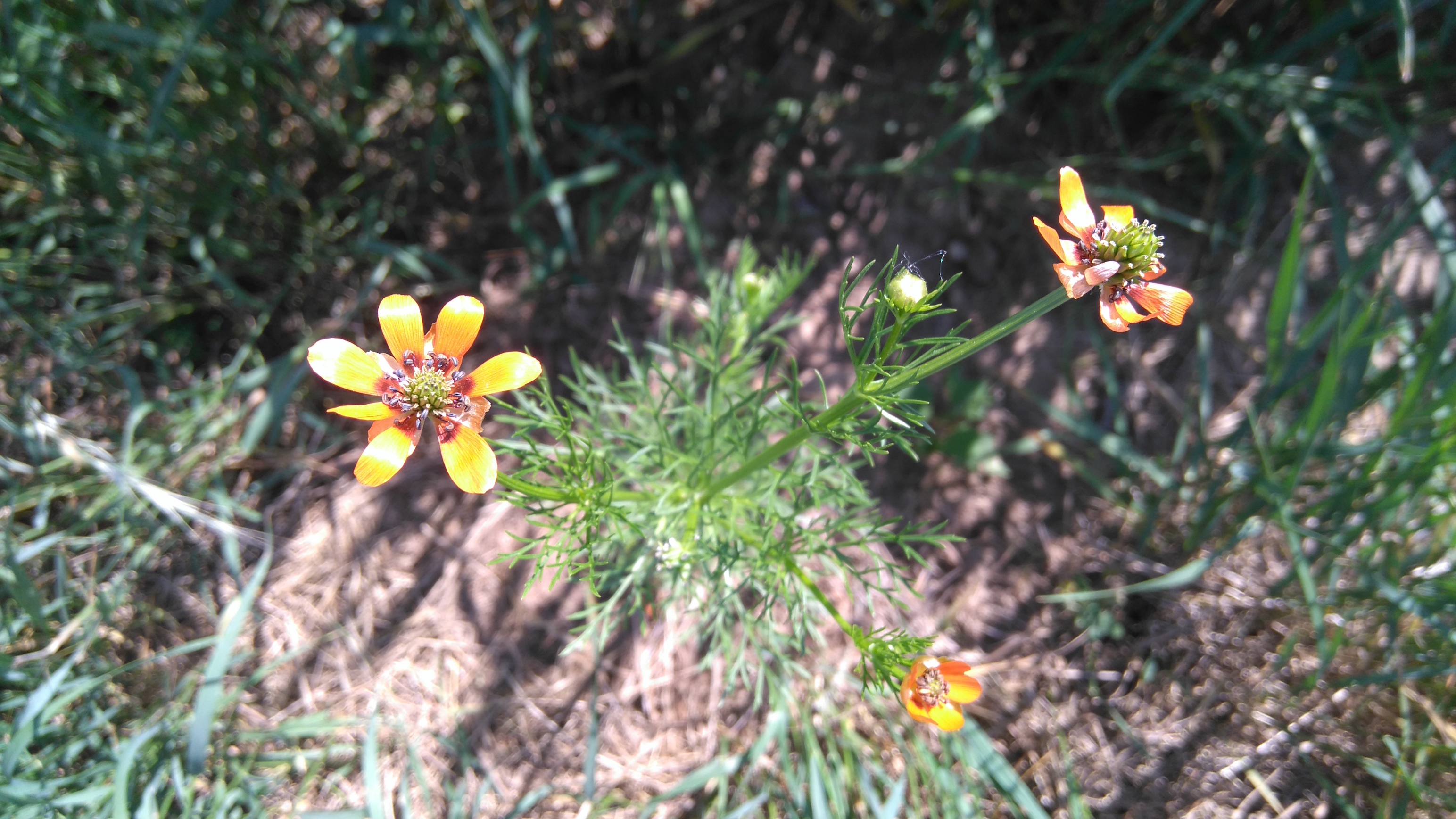 adonis aestivalis_hundsberg und köhlberg ziersdorf_8497.JPG