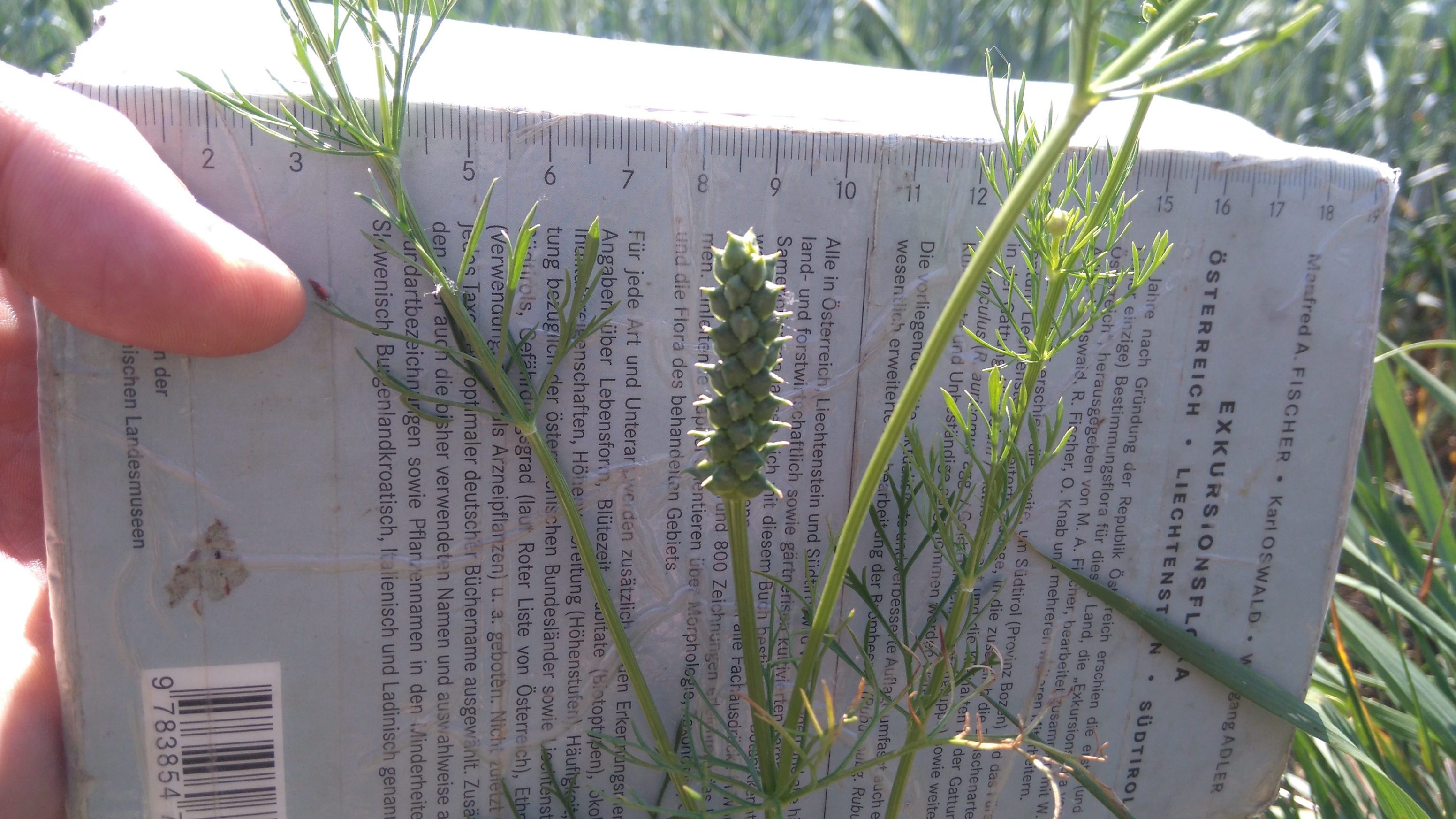 adonis aestivalis_hundsberg und köhlberg ziersdorf_8487.JPG