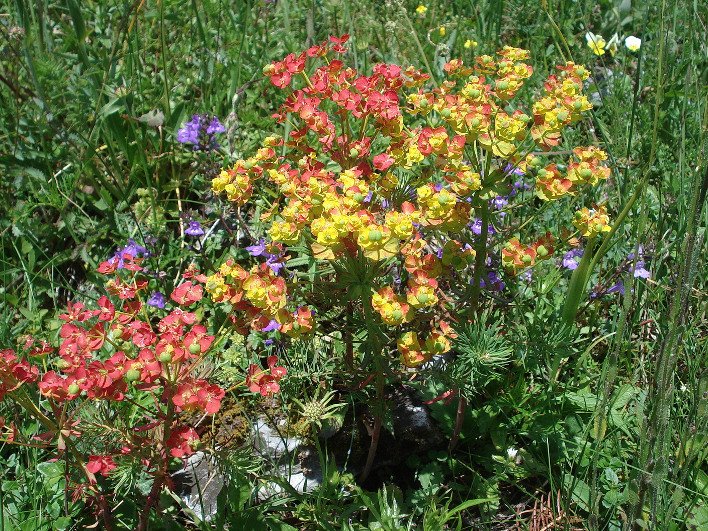 Euphorbia.cyparissias.St-Ennstal.b.Landl.11.6.2014.JPG