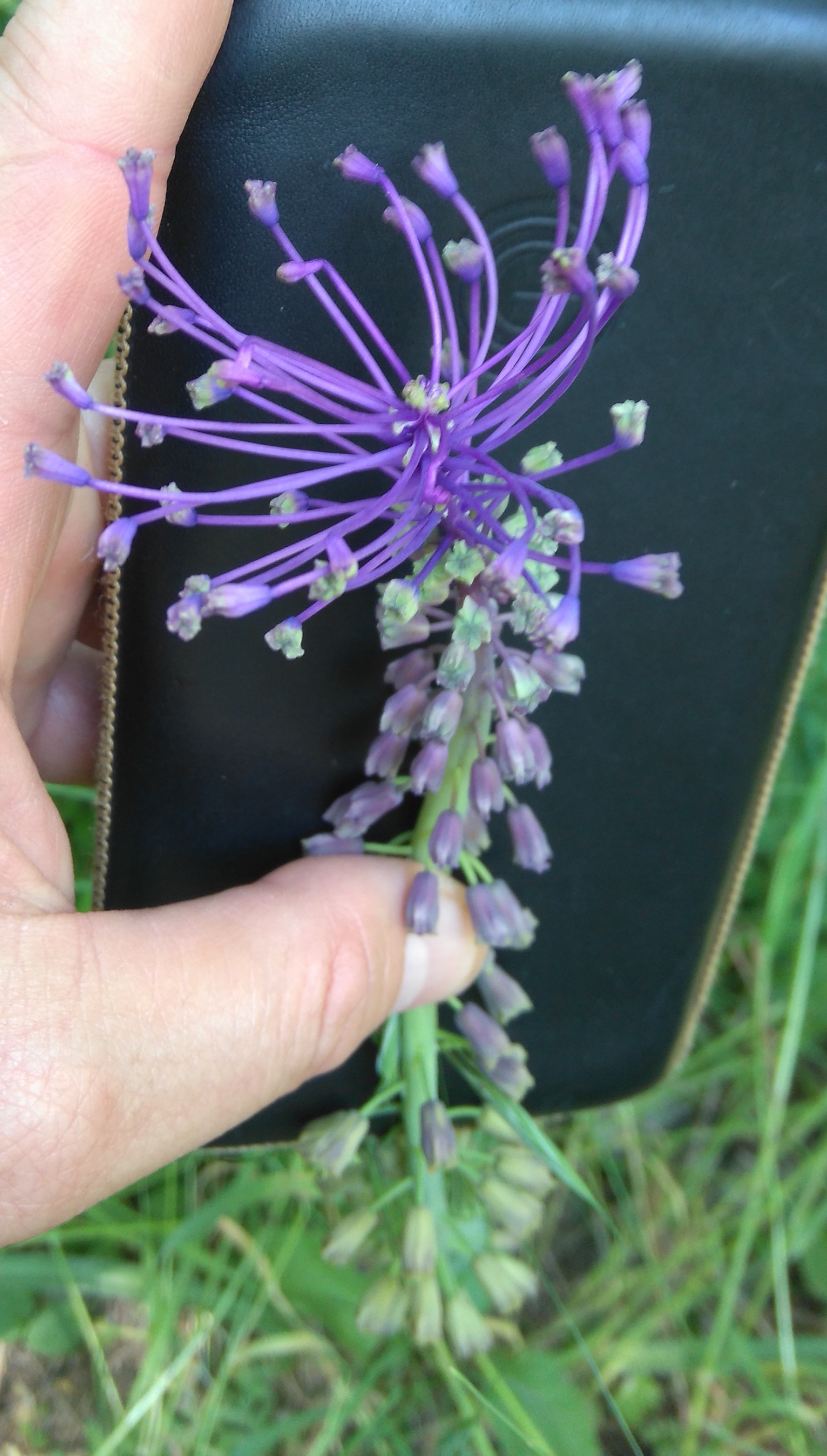 muscari comosum_hundsberg und köhlberg ziersdorf_8469.JPG