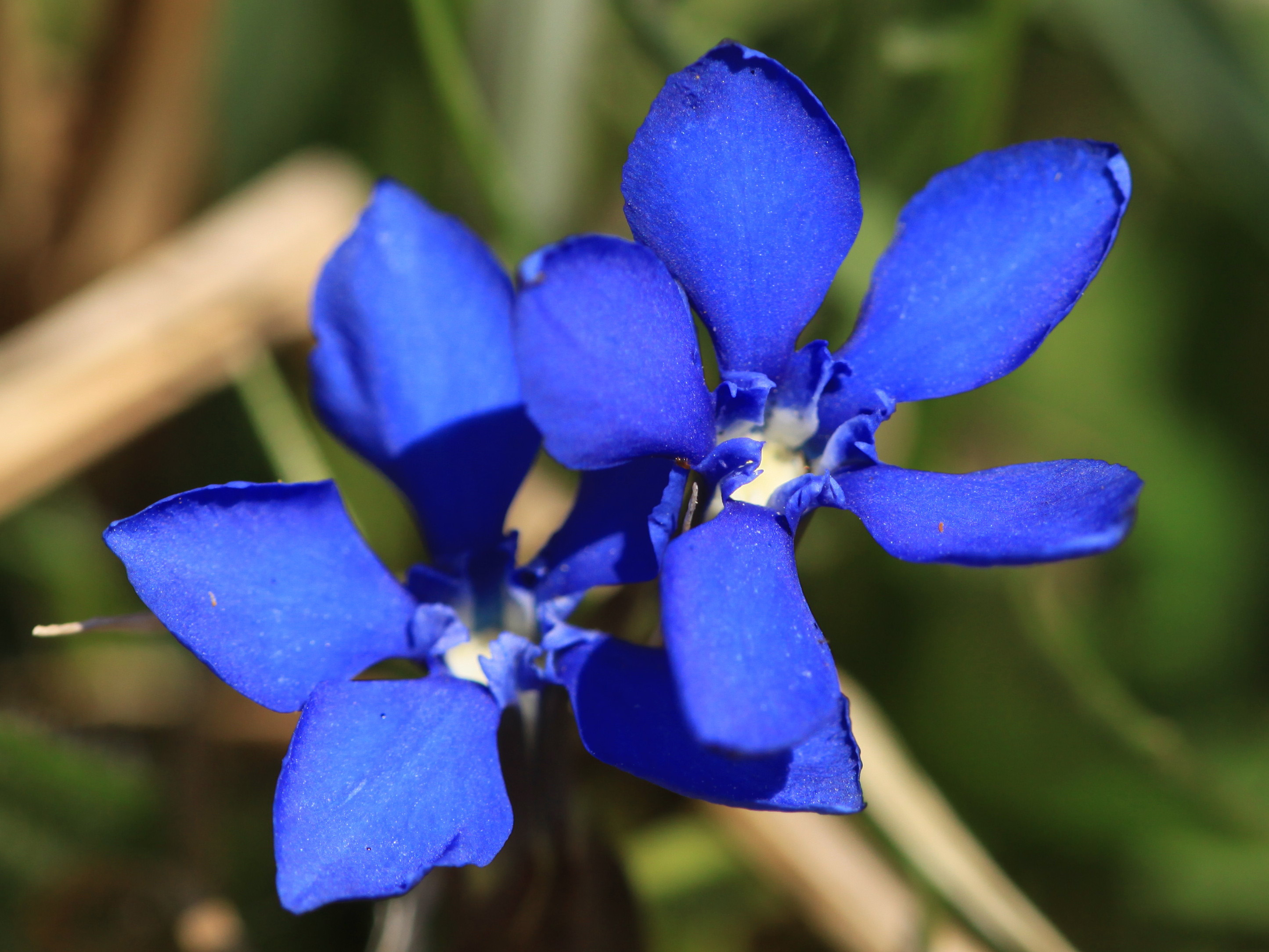 Gentiana_verna_Gaimberg_2011_04_03.jpg