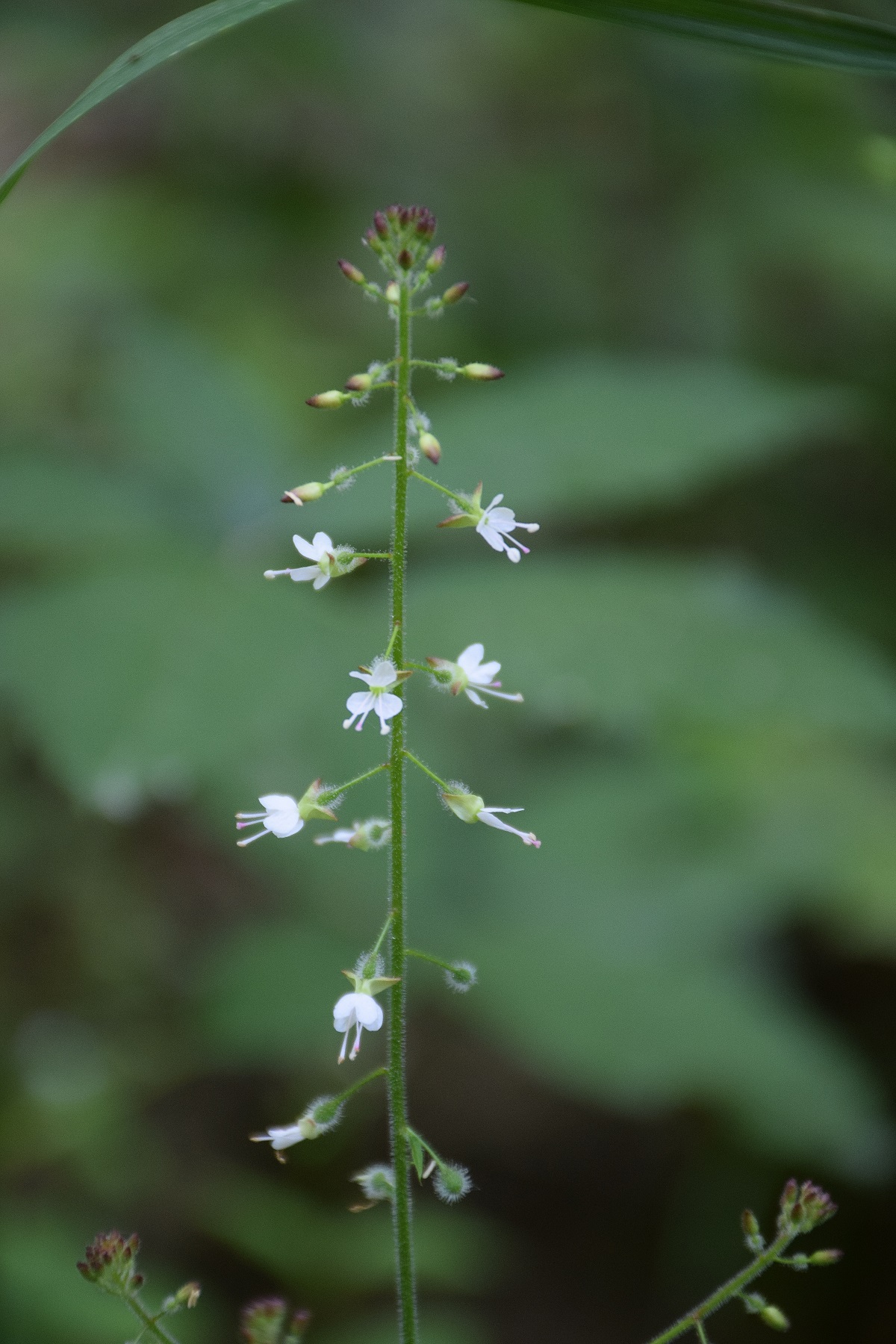 Purkersdorf-26062019-(48) - Weg retour.JPG