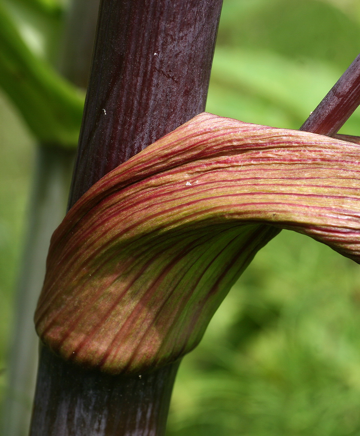 Angelica.sylvestris.ssp.montana.Wild-Engelwurz.St-Oberzeiring .GT.JPG