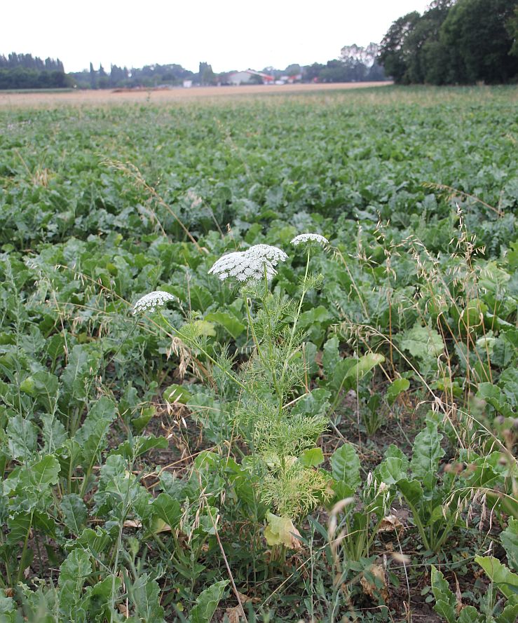 Ammi visnaga Traiskirchen_20190730_21.jpg