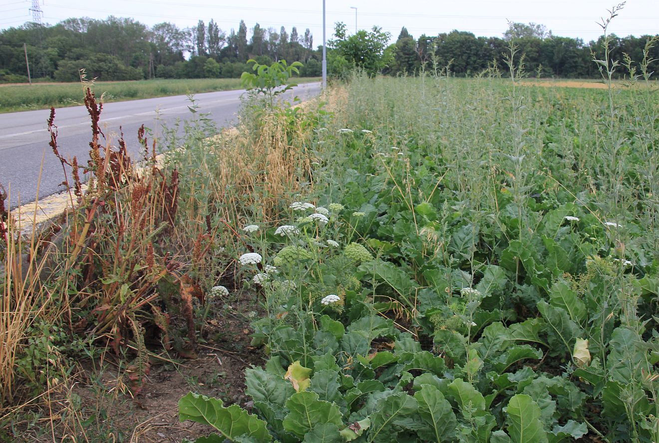 Ammi visnaga Traiskirchen_20190730_28.jpg