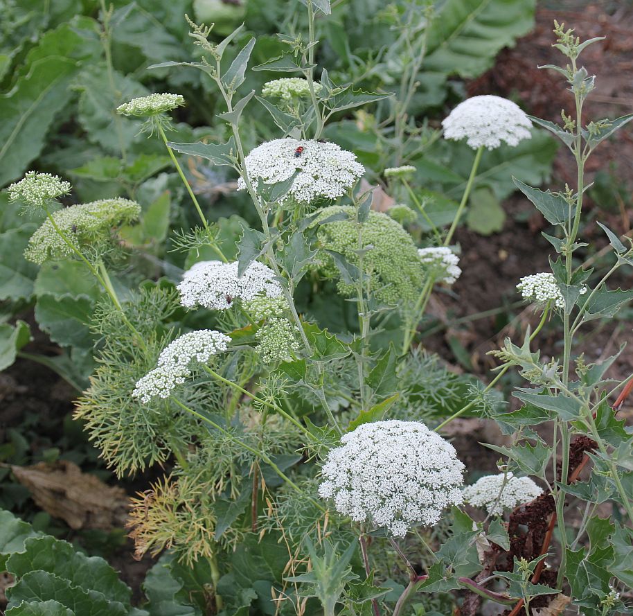 Ammi visnaga Traiskirchen_20190730_37.jpg
