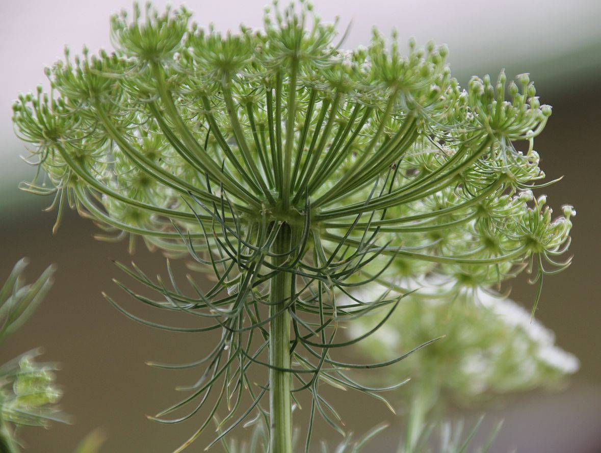 Ammi visnaga Traiskirchen_20190730_01.jpg