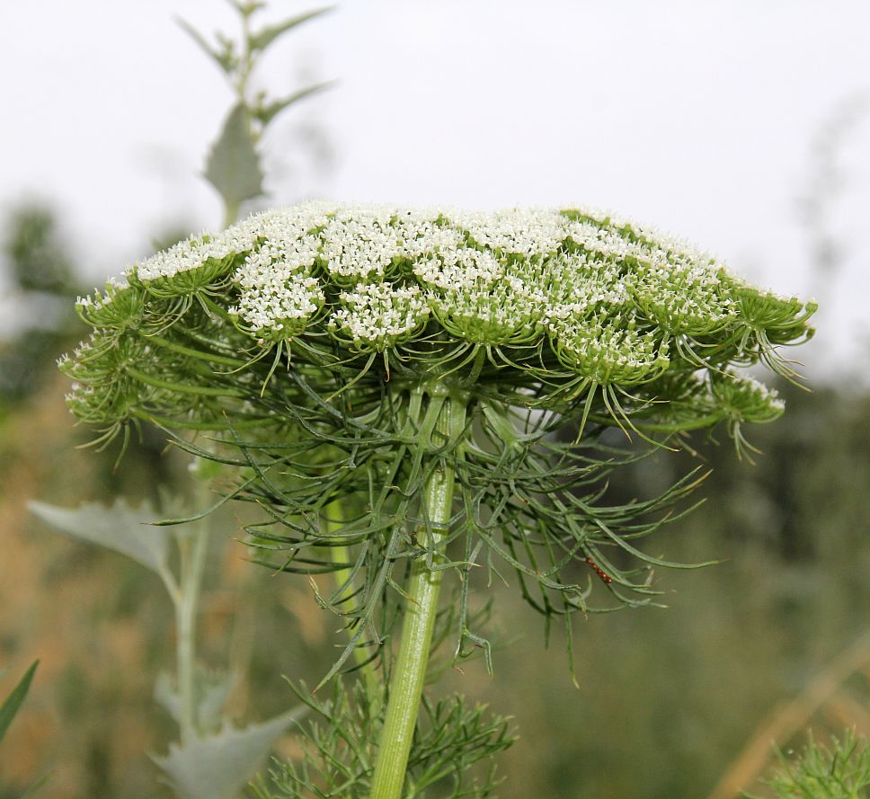 Ammi visnaga Traiskirchen_20190730_41.jpg