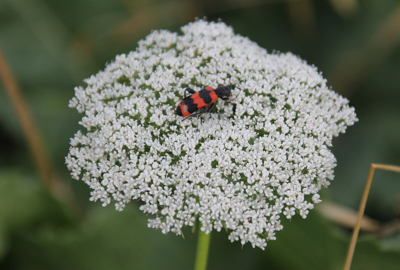 Ammi visnaga Traiskirchen_20190730_35.jpg