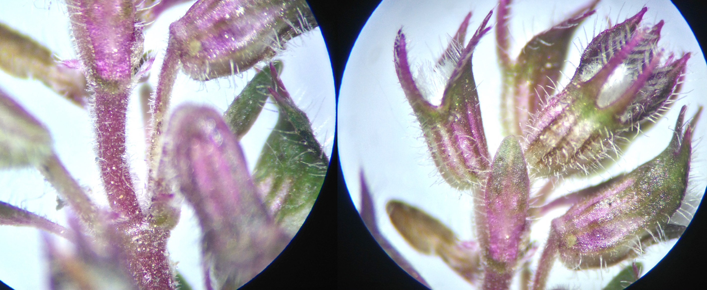 thymus sp._drühaare_8592.JPG