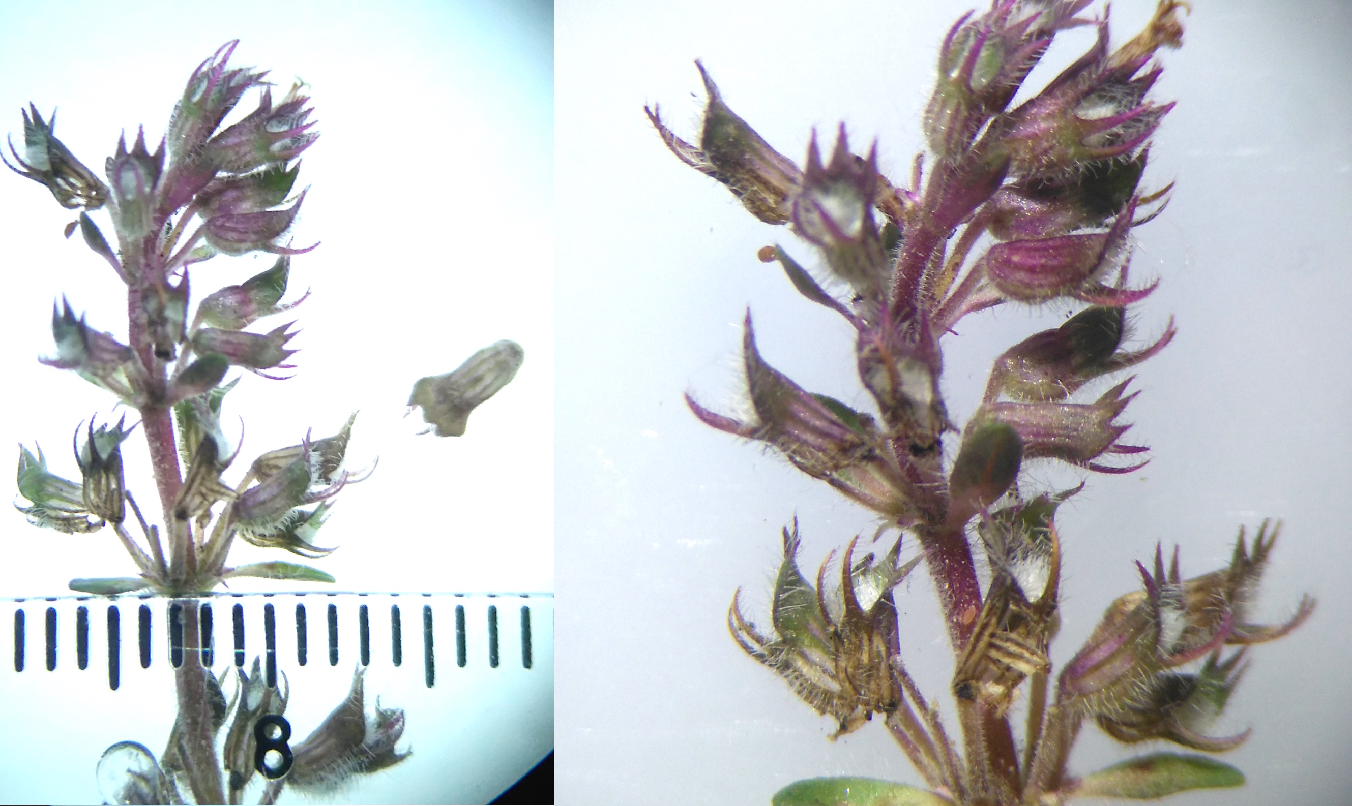 thymus sp._Kzähne_8560.JPG