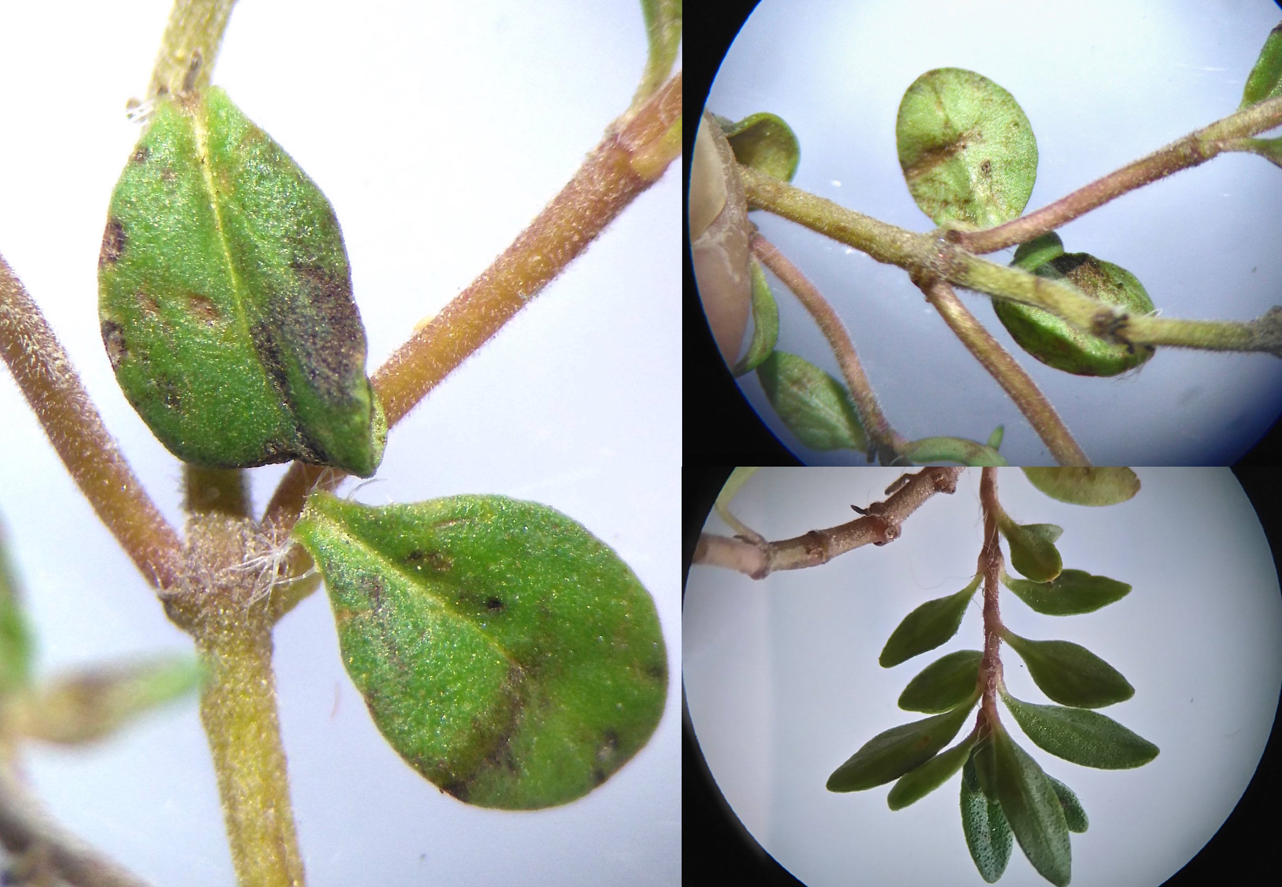 thymus sp._LB behaarung_8529.JPG