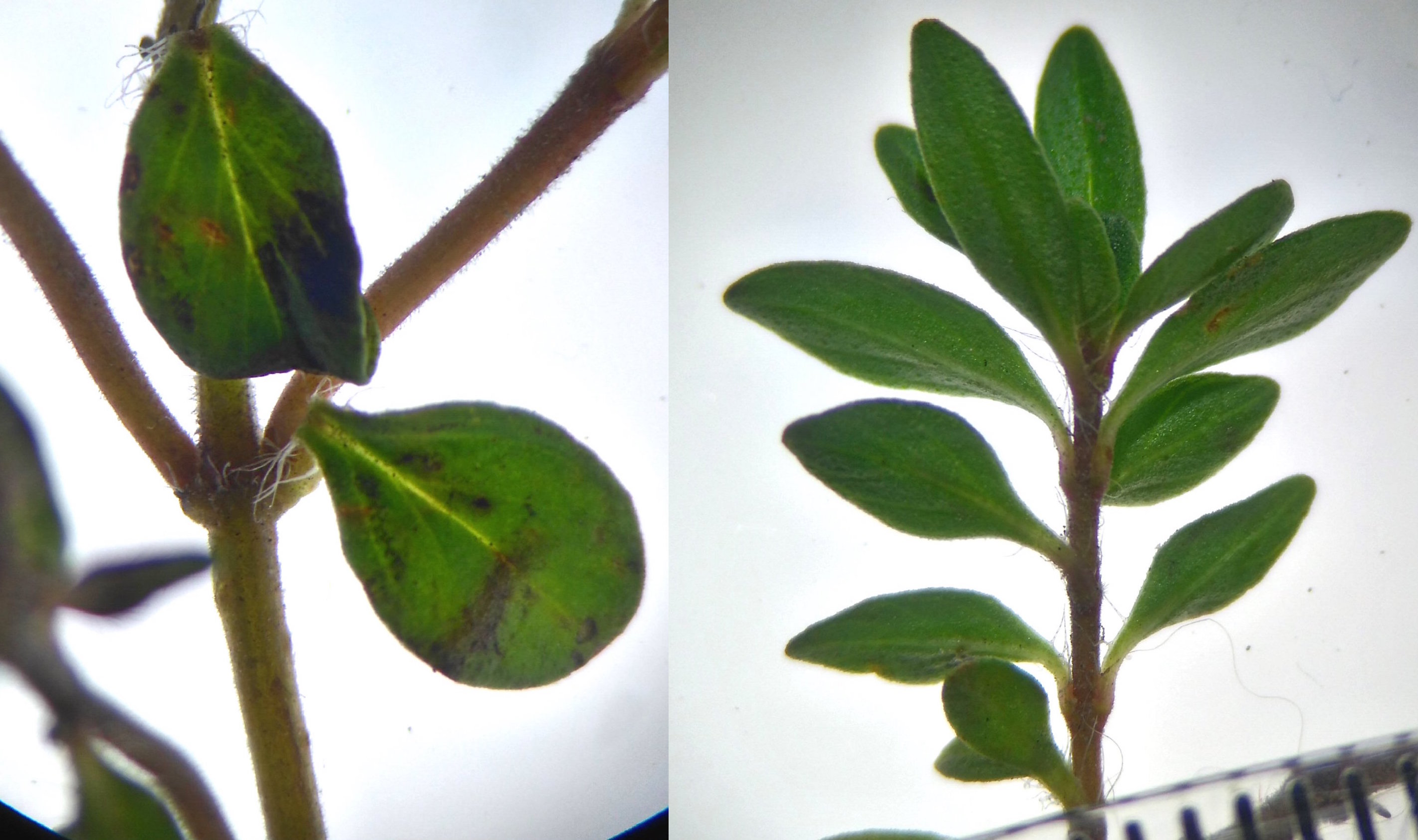 thymus sp._LB bewimperung_8525.JPG