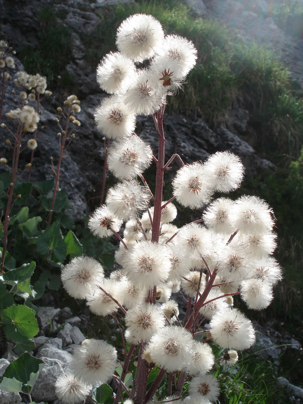 Petasites paradoxus - OÖ-Pyhrgas 5.7.14.JPG