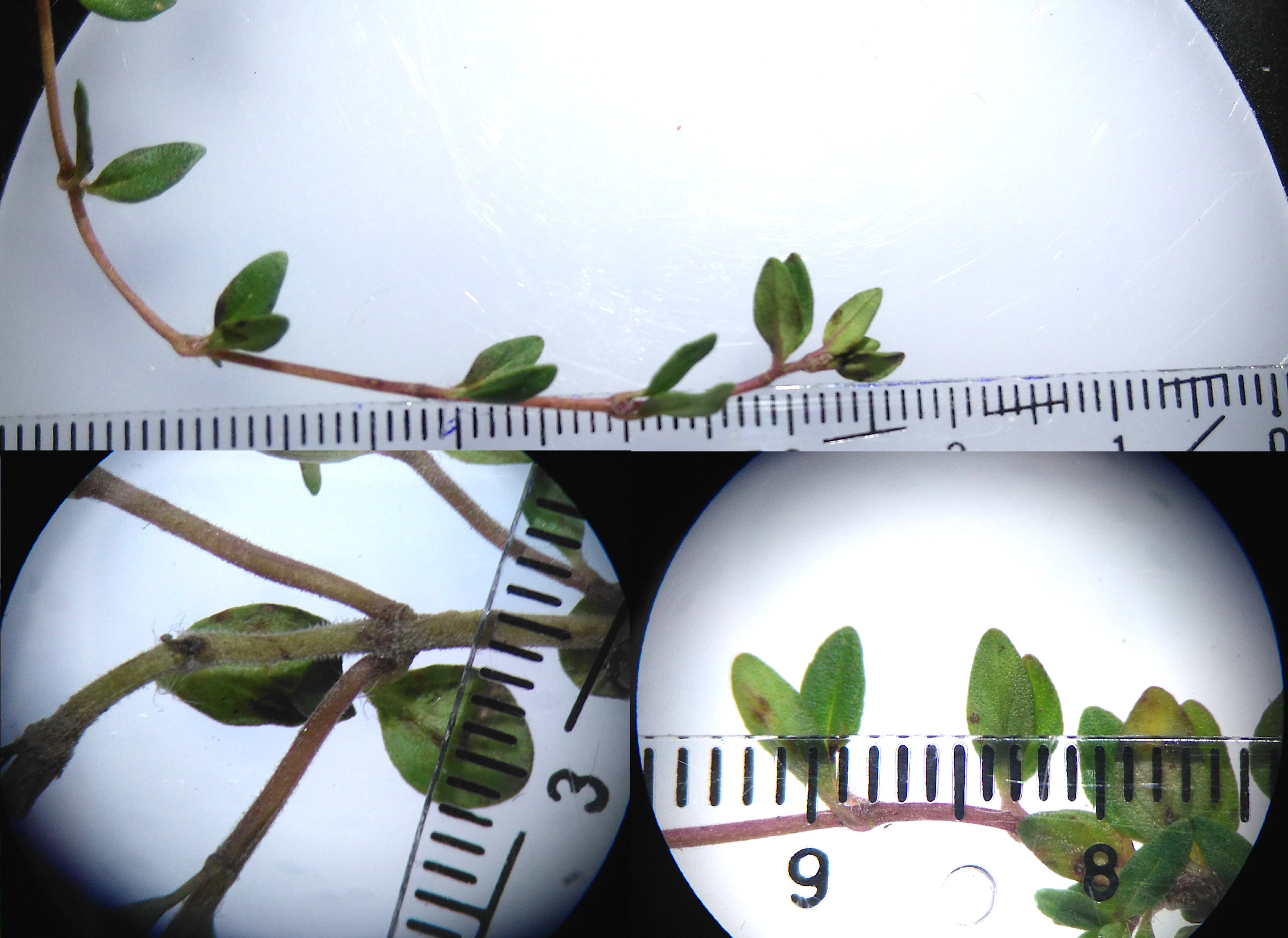 thymus sp._LB_8520.JPG