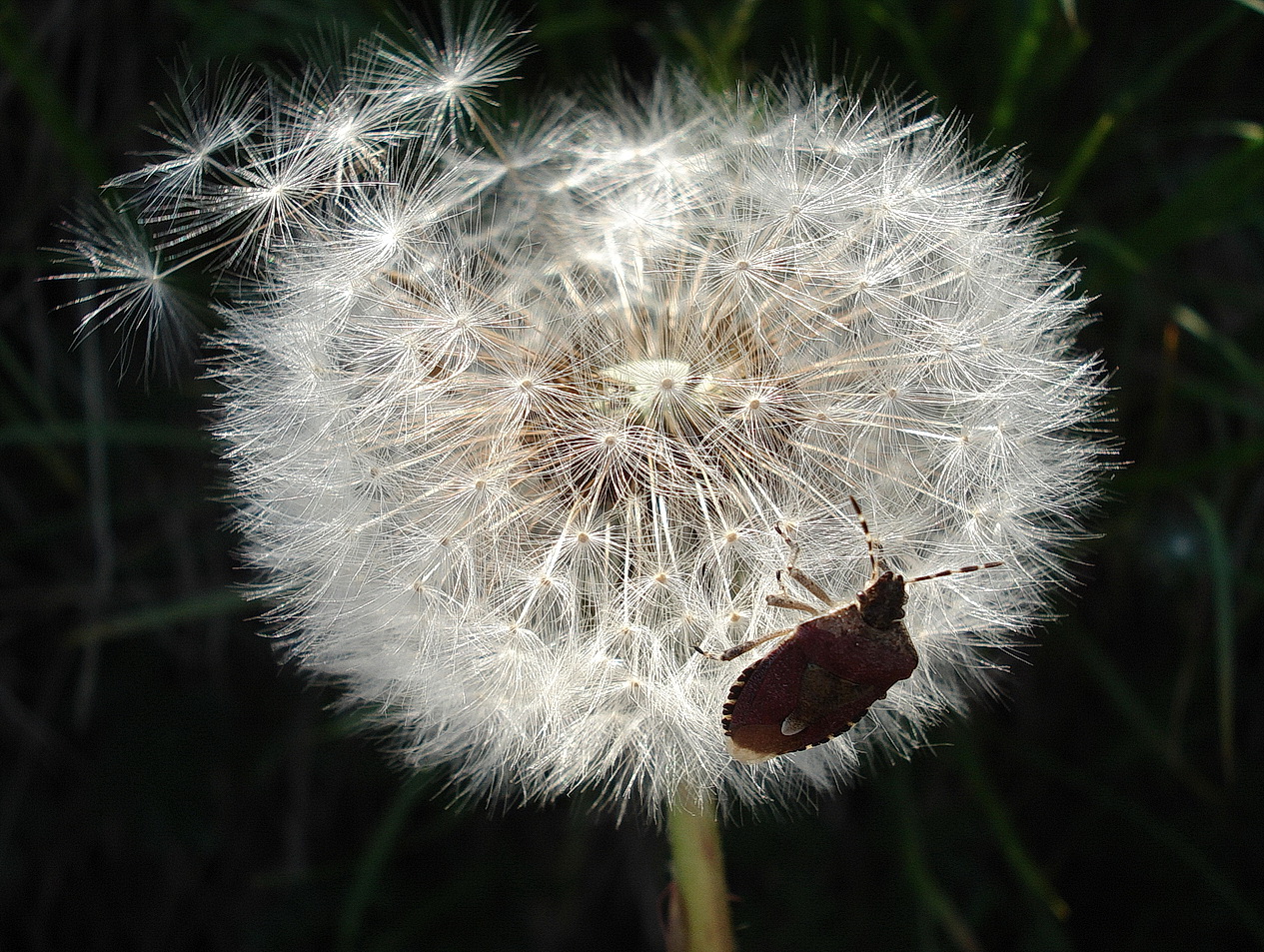 Taraxacum.Ruderalia.St-Trofaiach.4.6.15.JPG