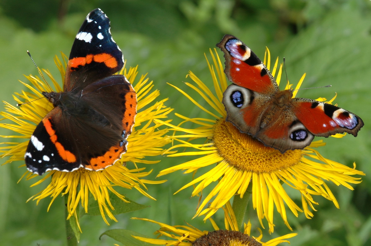 Telekia.speciosa.Tagpfauenauge, Admiral.WK.JPG