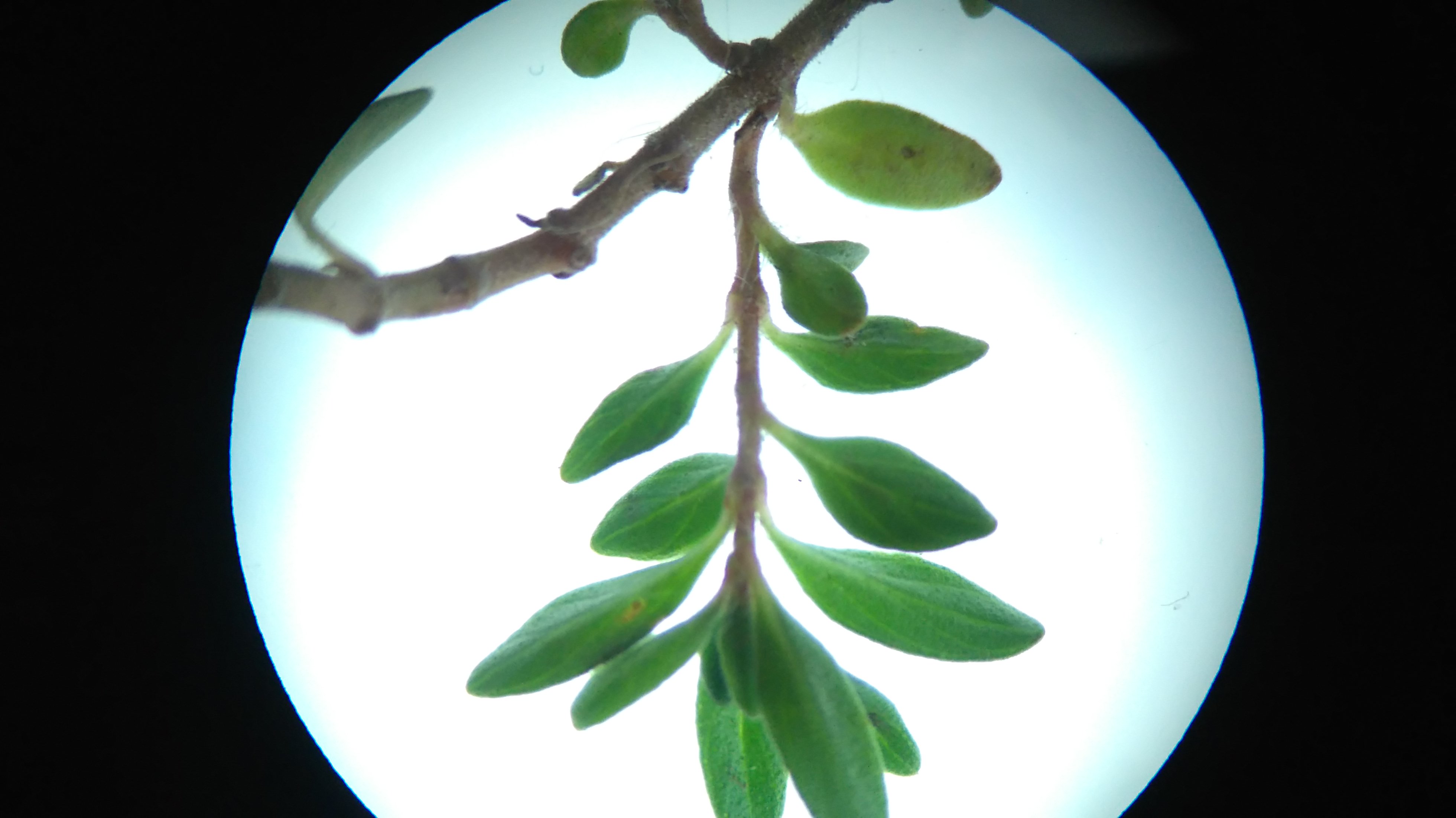 thymus sp._LBuseite nerven_8550.JPG