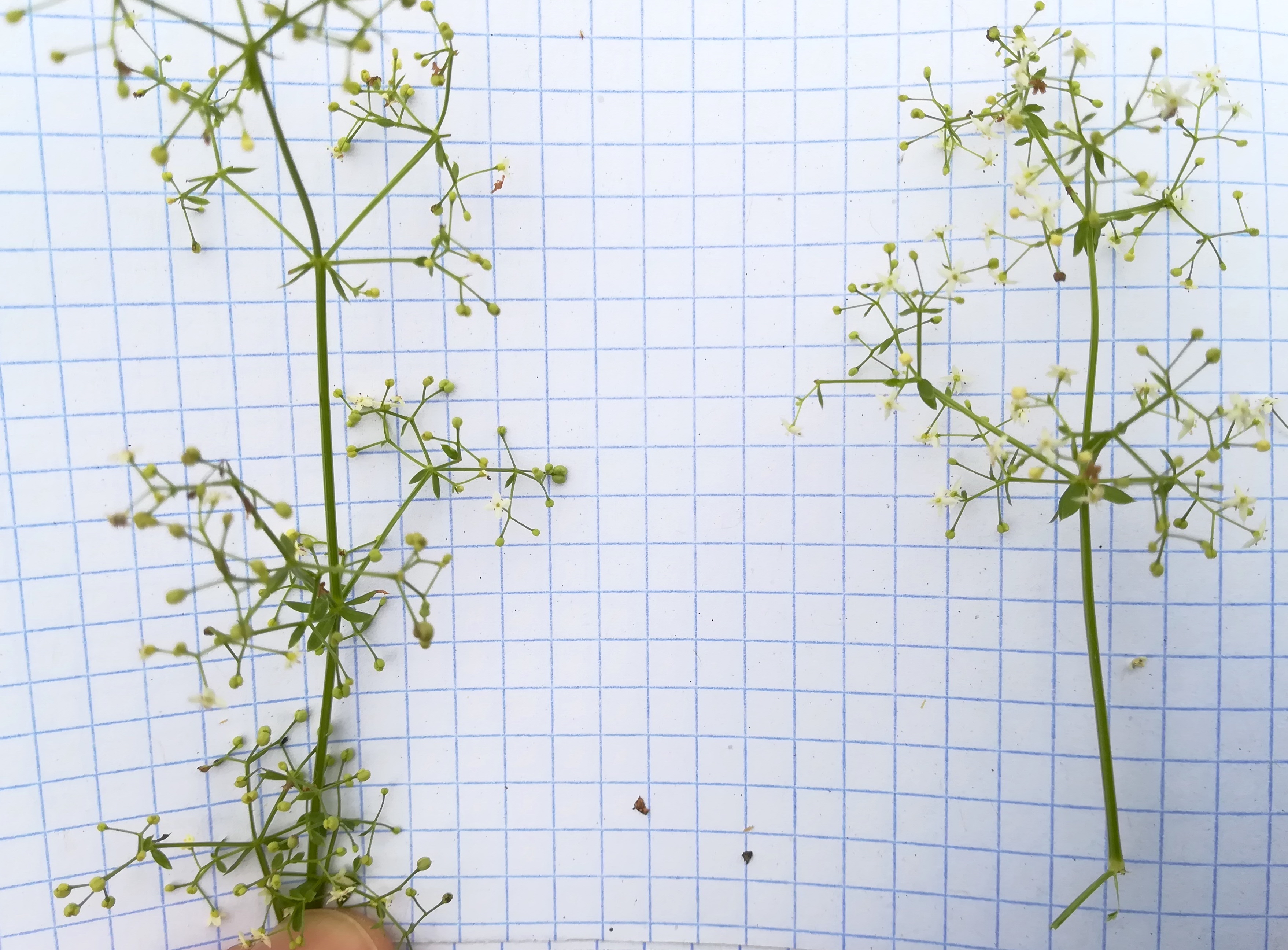 galium cf. mollugo s. str. bach N leithakanal trautmannsdorf_20190802_125809.jpg