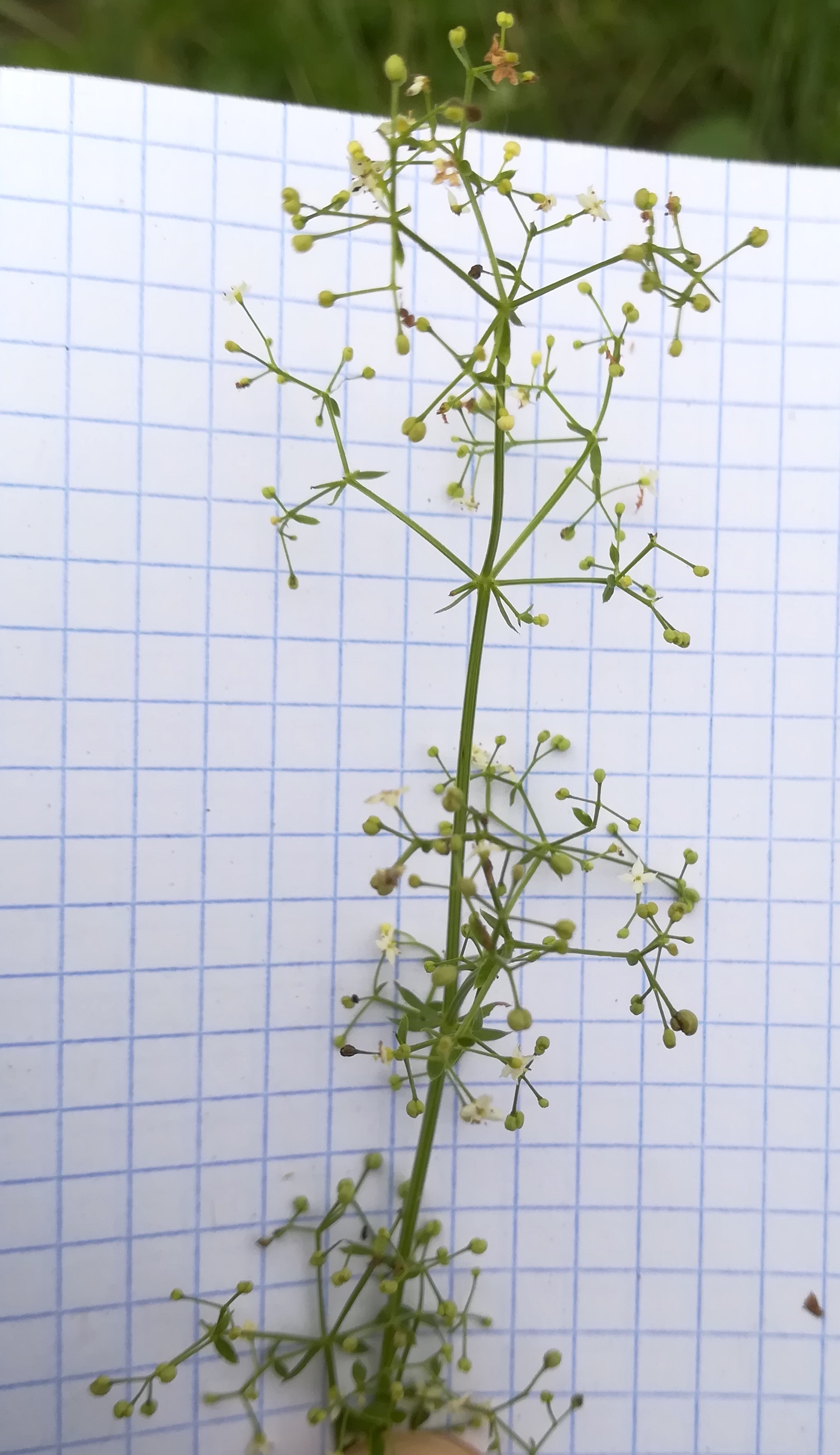 galium cf. mollugo s. str. bach N leithakanal trautmannsdorf_20190802_125832.jpg