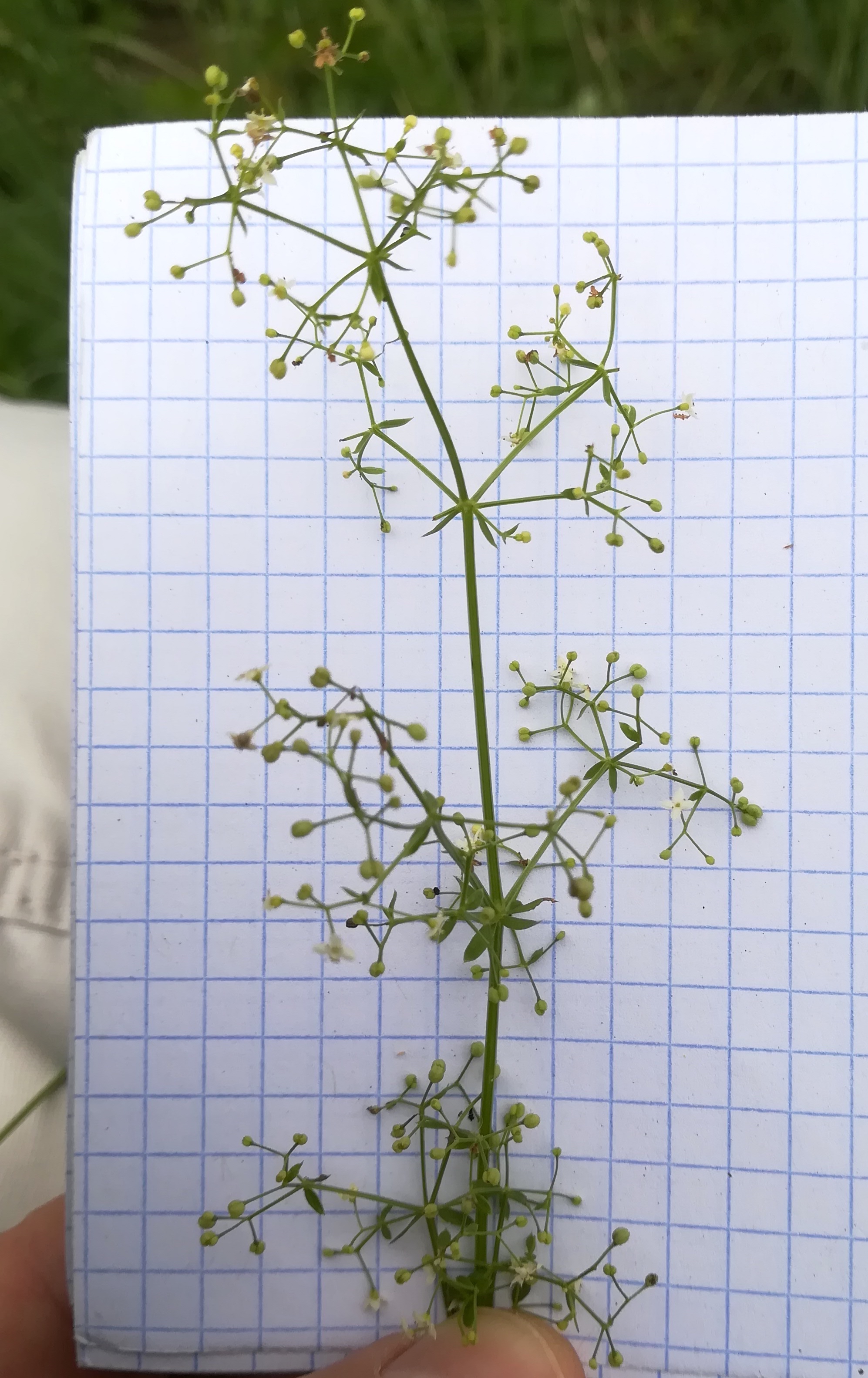 galium cf. mollugo s. str. bach N leithakanal trautmannsdorf_20190802_125838.jpg