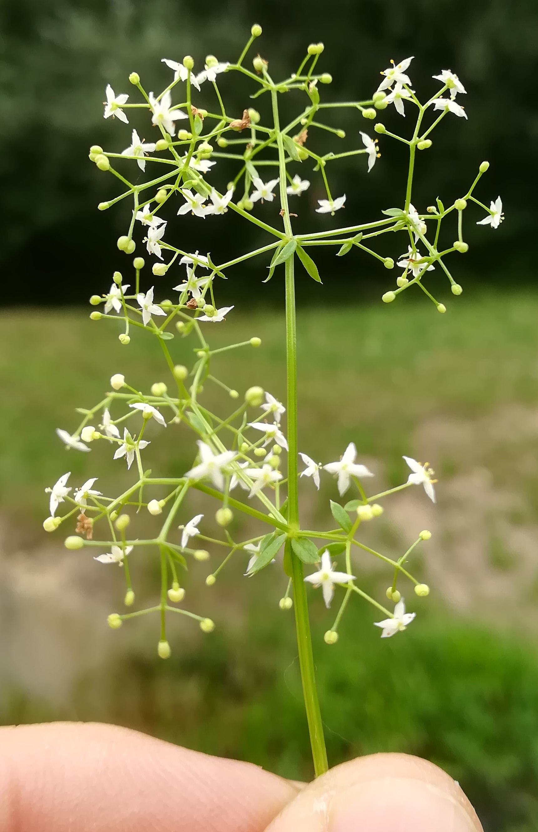 galium cf. mollugo s. str. bach N leithakanal trautmannsdorf_20190802_125853.jpg