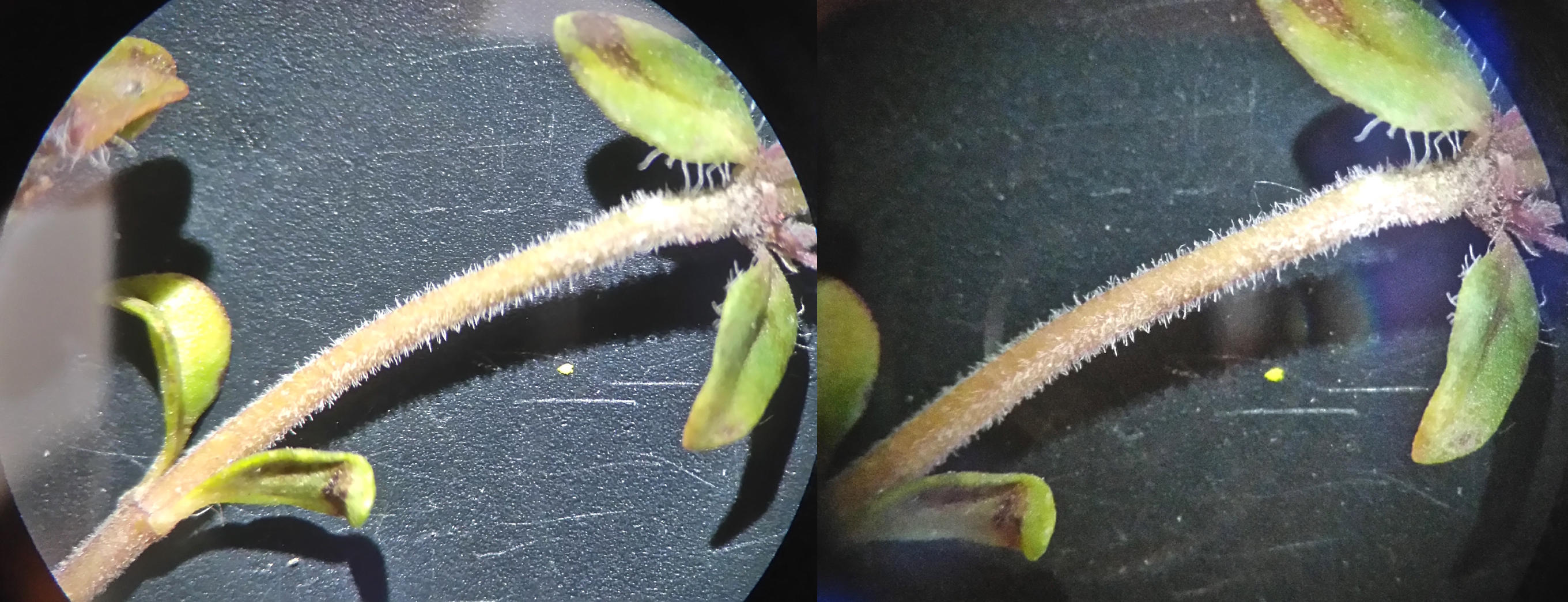 thymus sp._stg der blühtriebe unter dem blüstd_8470.JPG