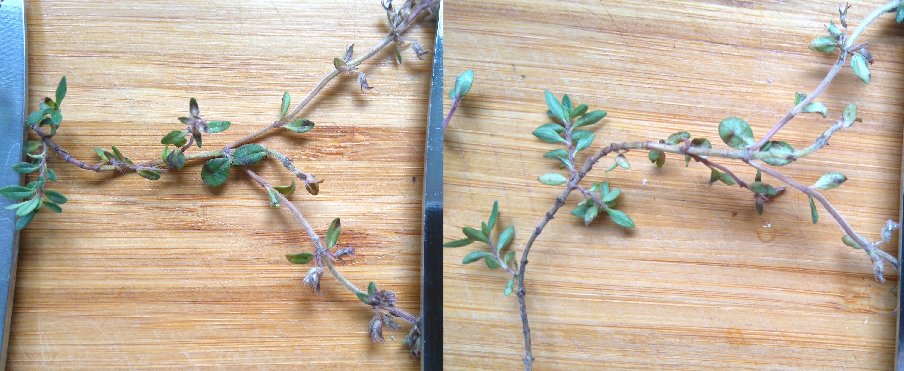 thymus sp._verkettung_8567.JPG