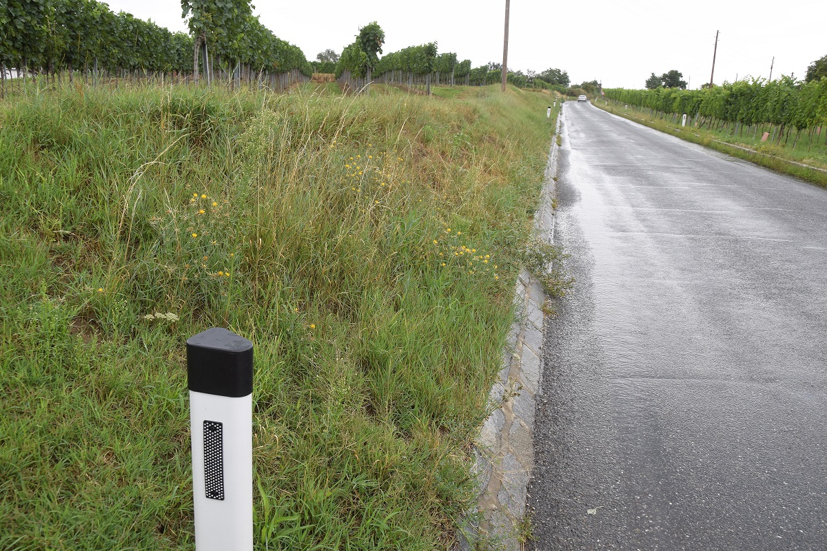 Fels am Wagram-03082019-(26).JPG