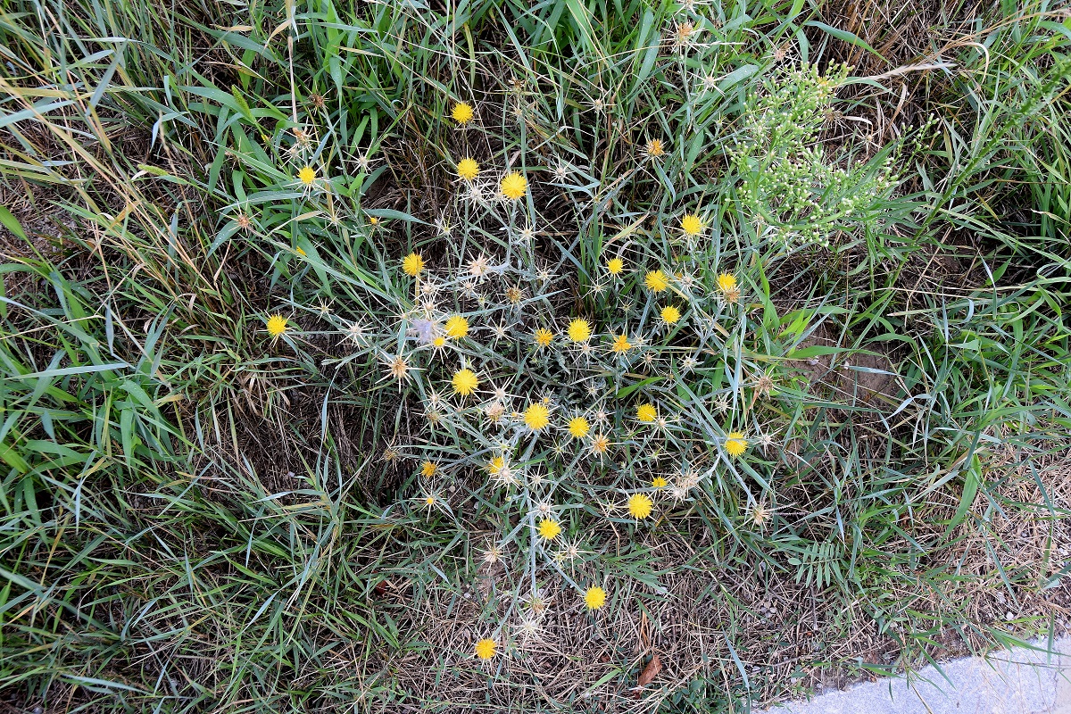 Fels am Wagram-03082019-(3).JPG