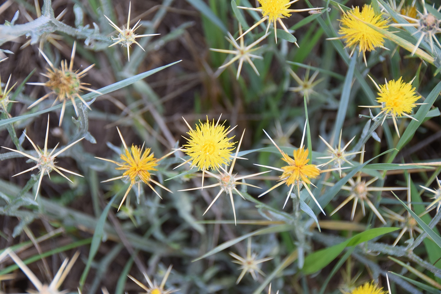 Fels am Wagram-03082019-(4).JPG