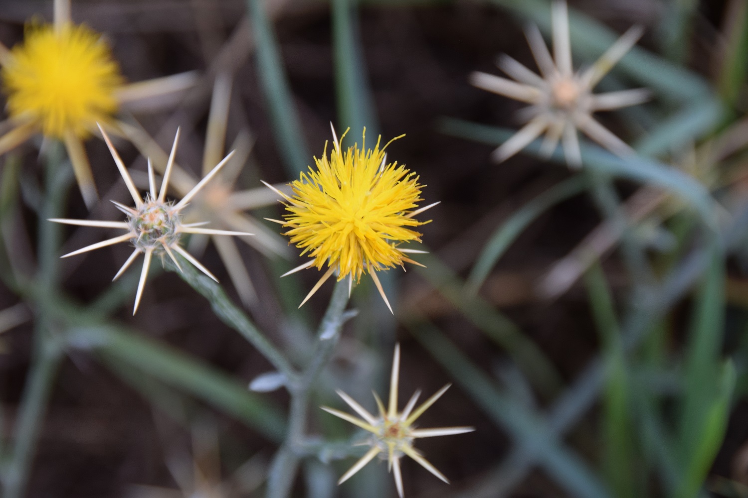 Fels am Wagram-03082019-(6).JPG