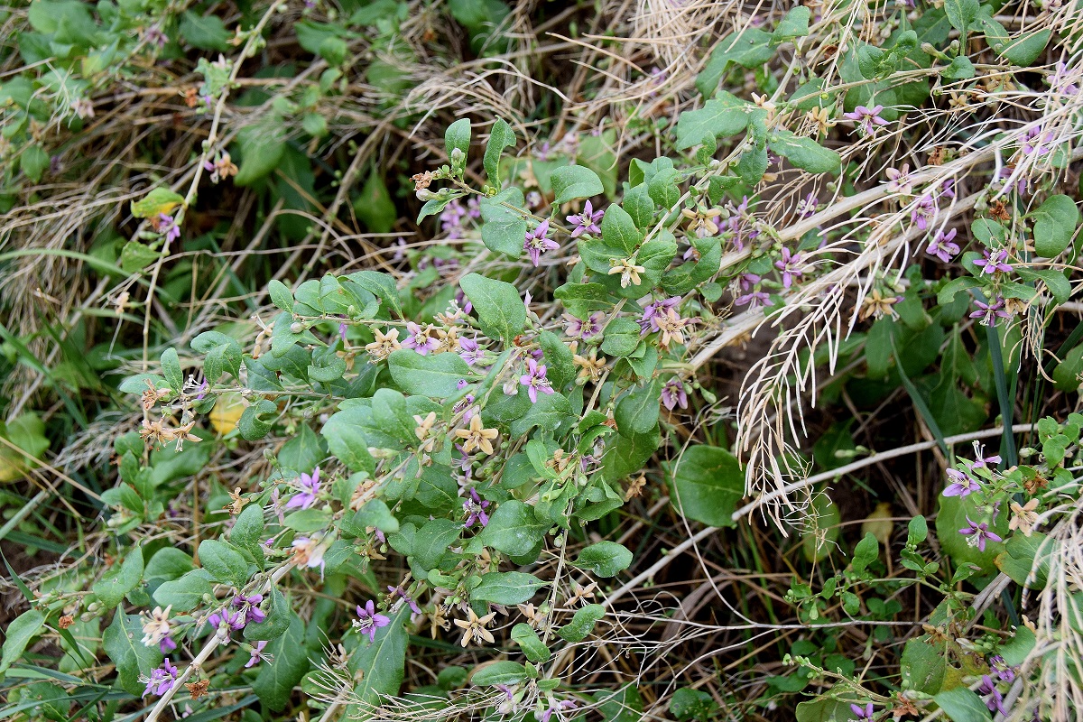 Fels am Wagram-03082019-(7).JPG