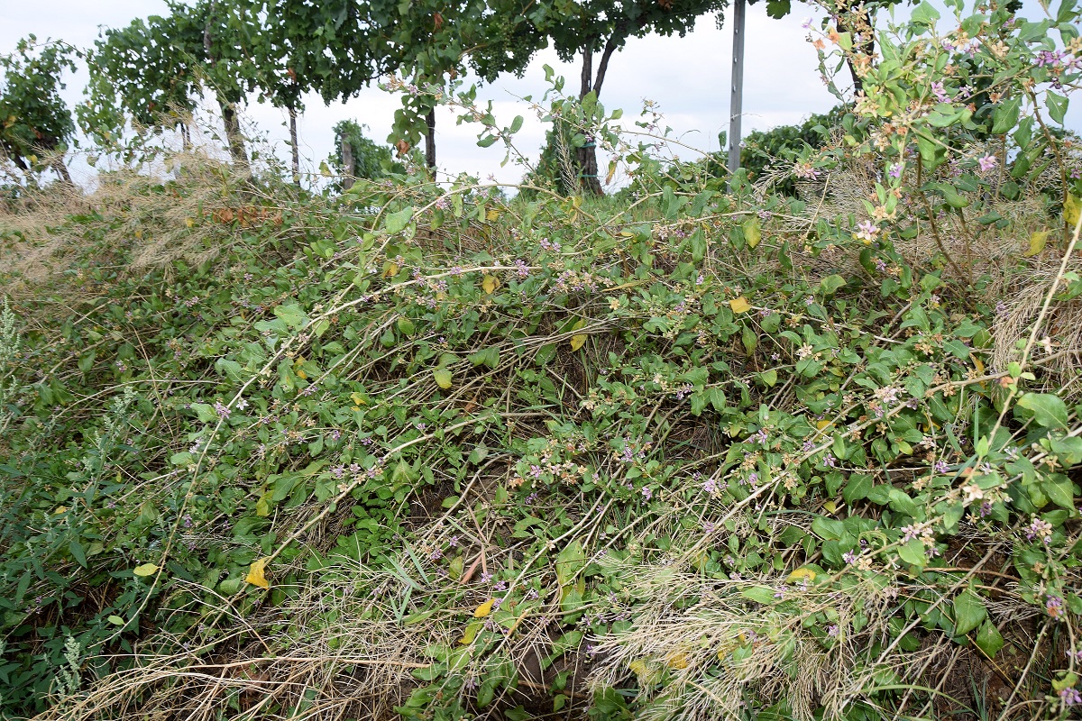 Fels am Wagram-03082019-(8).JPG