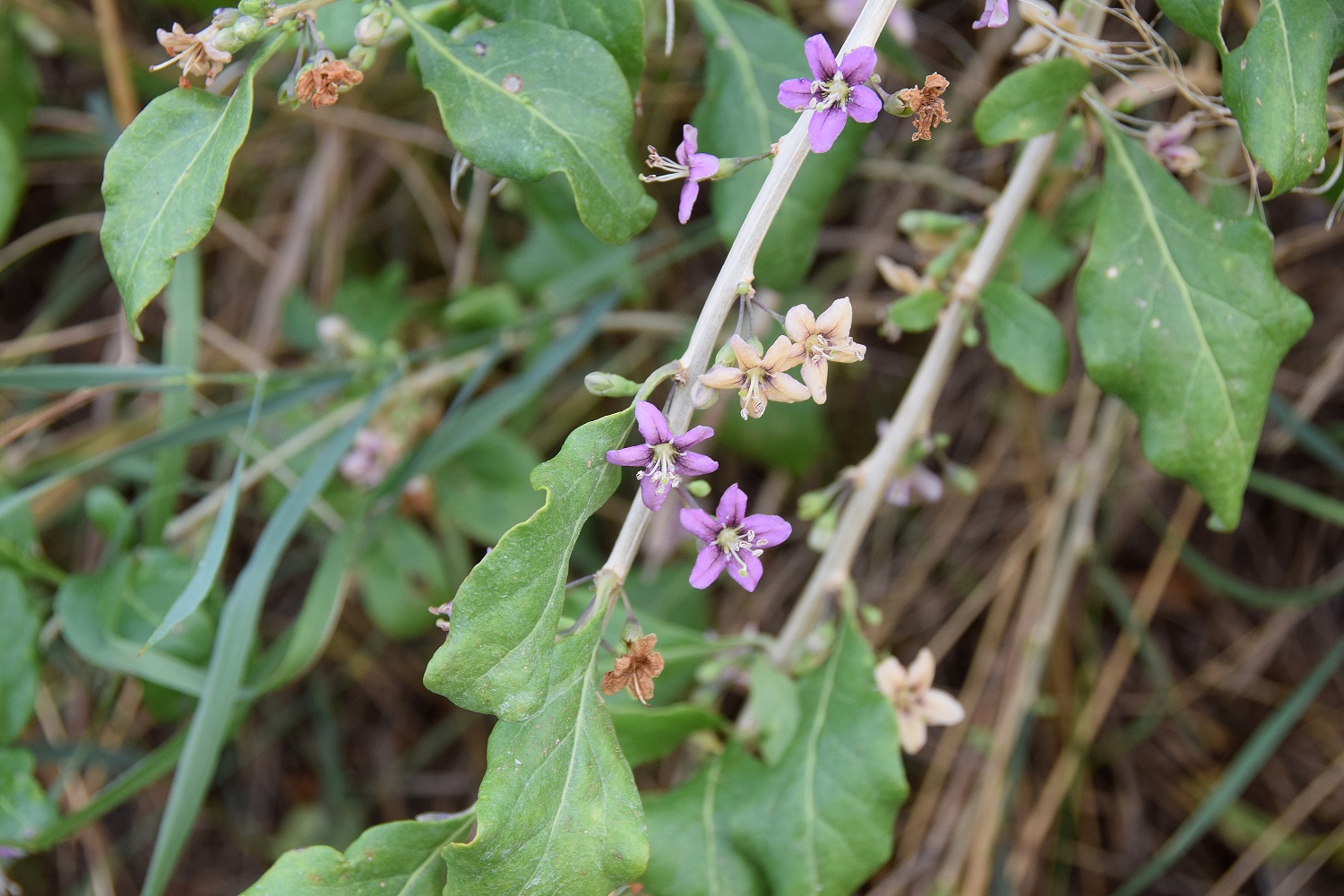 Fels am Wagram-03082019-(9).JPG